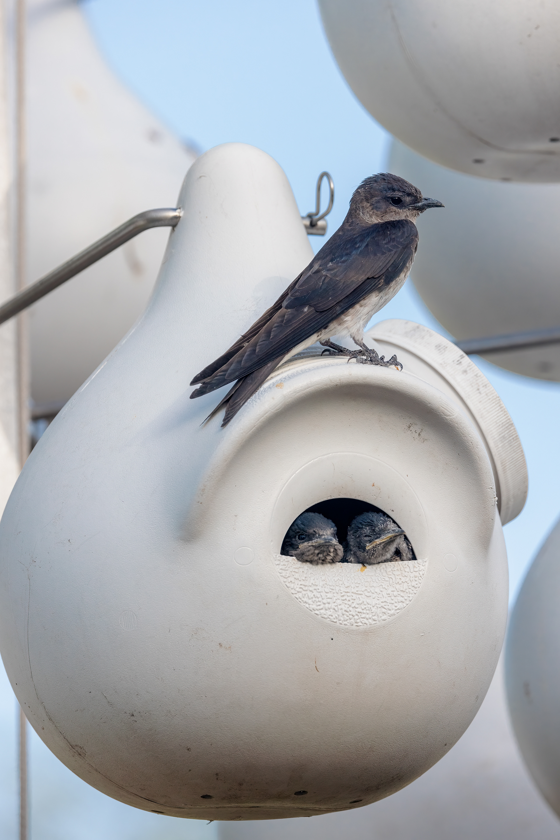 A female purple martin takes a break from hunting for food for her brood. Meanwhile her nestlings wait for the next meal.