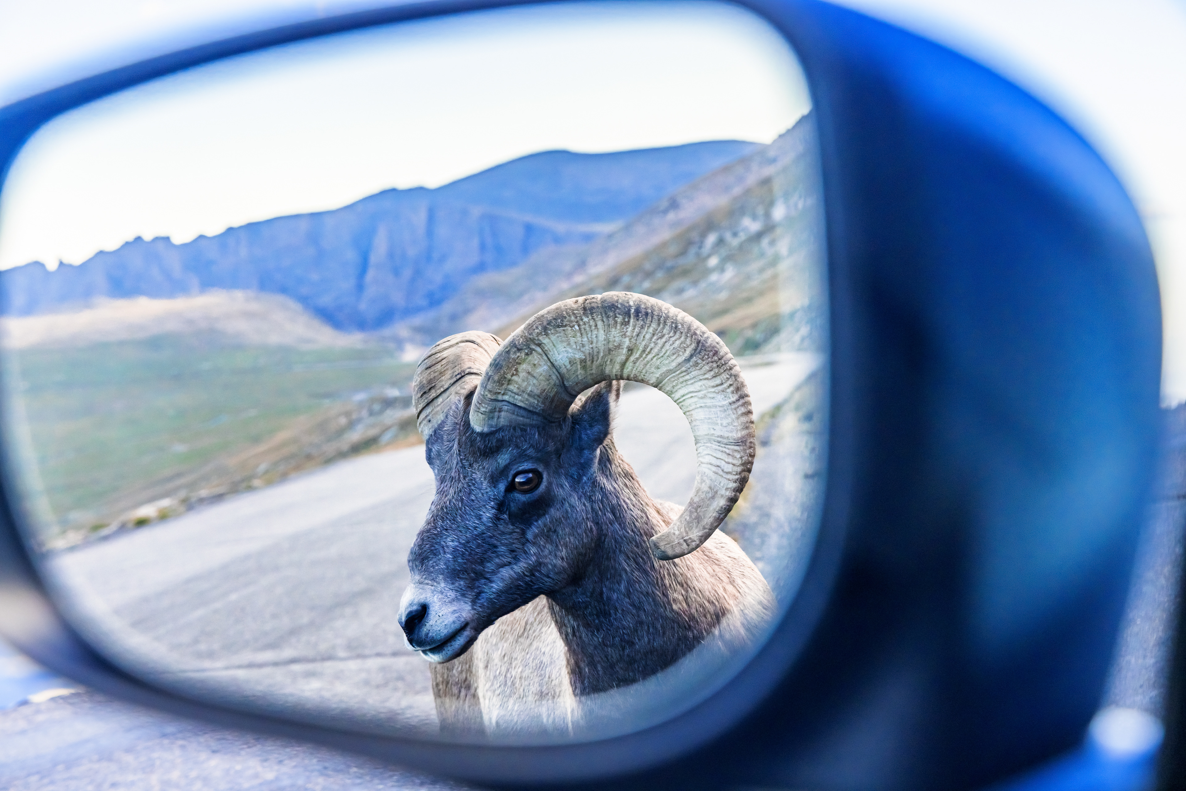 A brazen bighorn sheep (Ovis canadensis) ram confidently approaches the photographer in a parked car along the Mount Blue Sky Scenic Byway.