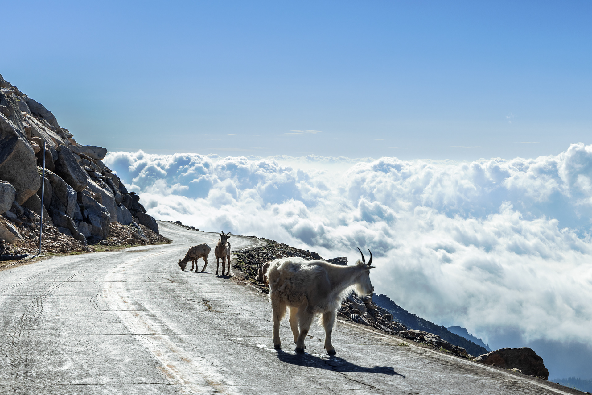 A non-native Rocky Mountain Goat (Oreamnos americanus) ambles up the road up to Mount Blue Sky, seeking minerals or chemicals to lick off of the asphalt. In the background, a watchful female bighorn sheep and her lamb gaze ahead.