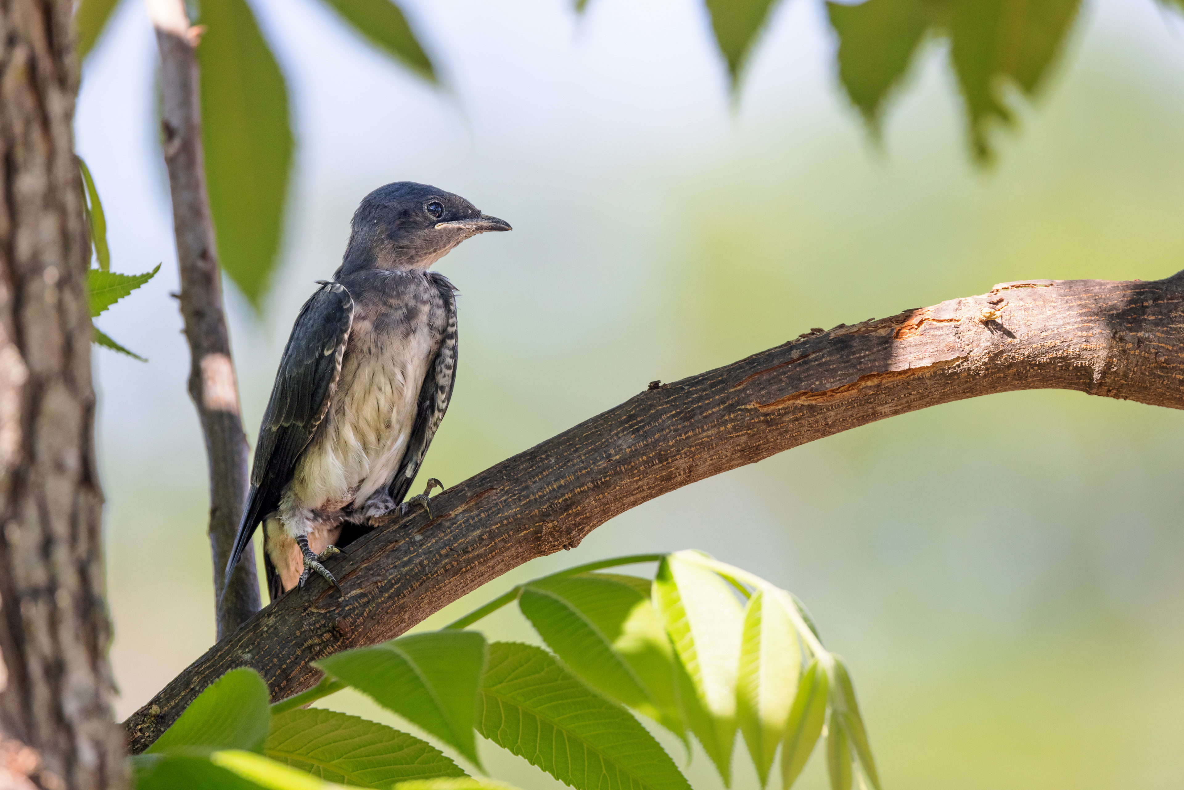 This baby purple martin jumped from the nest a couple days before it was physically ready to fledge due to unusually high temperatures which made the nesting gourds too hot for the young. this bird was rescued from the ground and put on a perch near the nest where the parents fed it for the next couple days until it was ready to properly fledge.