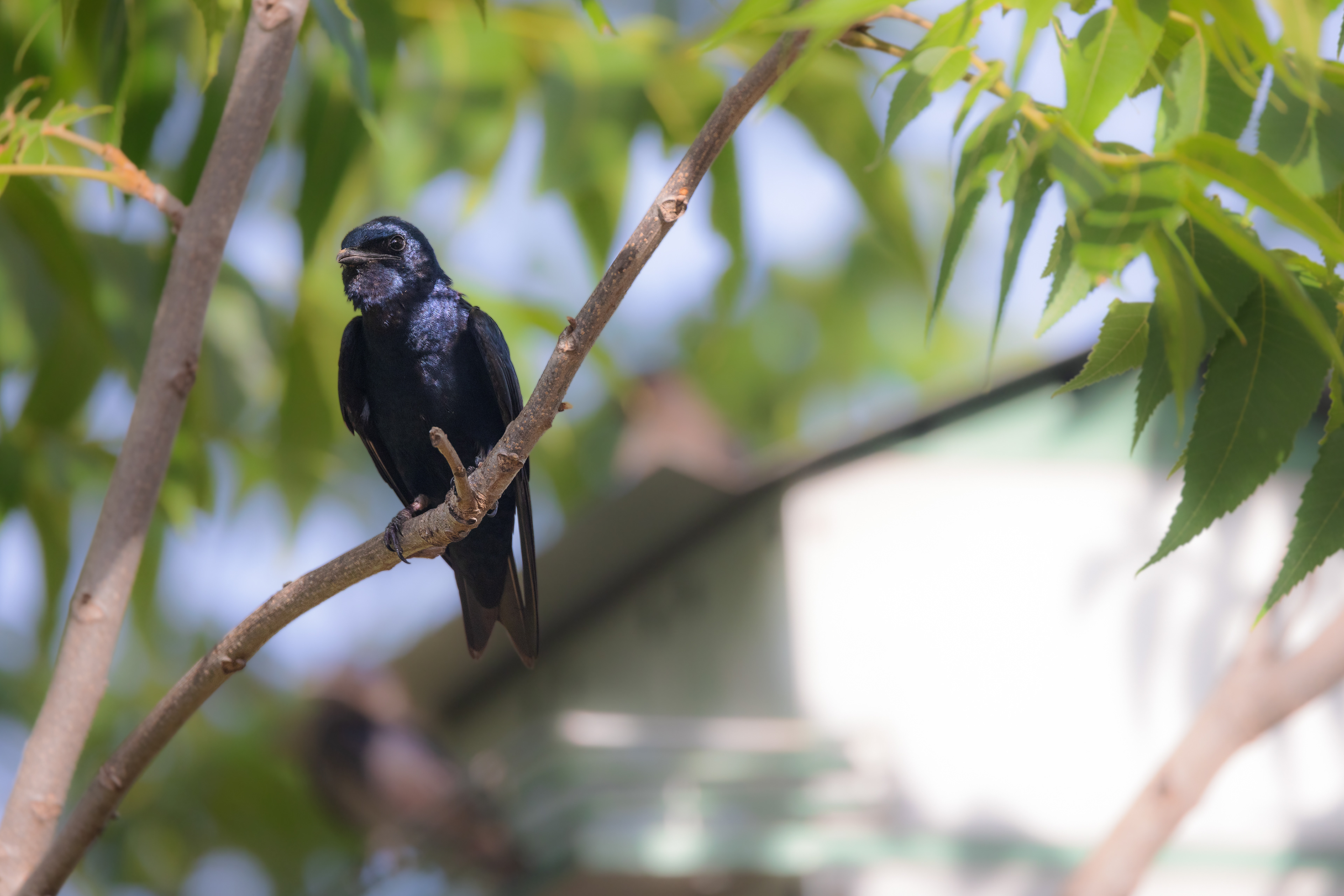 A beautiful male purple martin (Progne subis) perches on a tree near his nesting box.