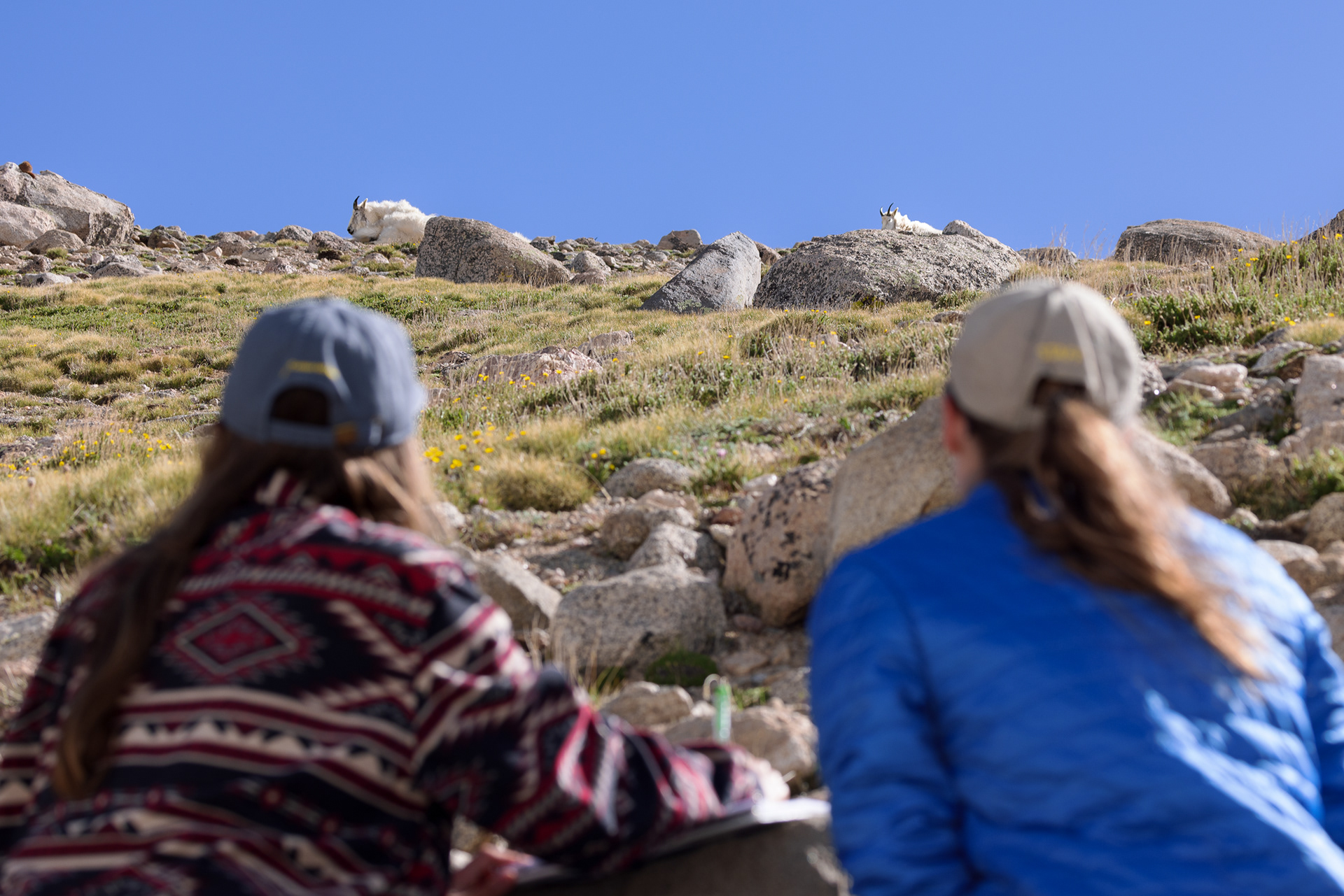 Denver Zoo Conservation Biologist Julie Krajewski (right) and CSU Master’s student, Alexis Foster (left) engage in scientific observation of a Rocky Mountain goat at Summit Lake.