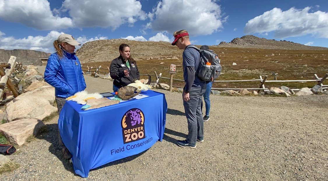 At Summit Lake,Denver Zoo Conservation Biologist Julie Krajewski, and a Denver Zoo employee engage with a visitor, educating them about the behavior and conservation of bighorn sheep and mountain goats.