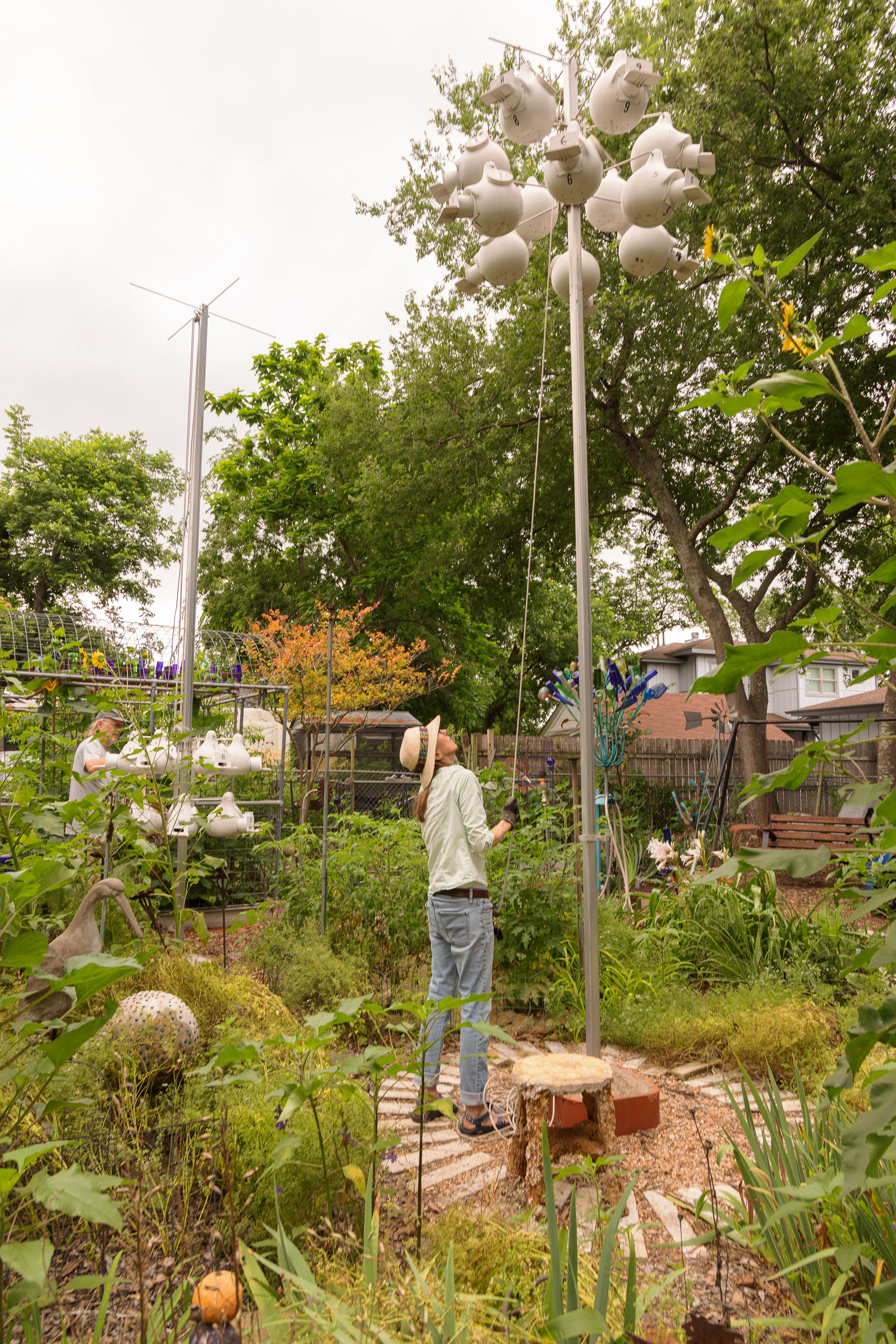 Purple martin landlord, Laurie Evans, lowers a purple martin gourd in her urban backyard located minutes from the city center of Austin, Texas.