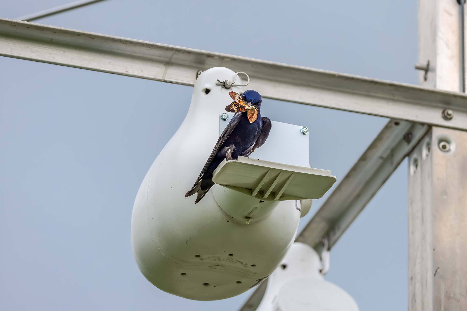 A male purple martin proudly displays his catch of a buckeye butterfly. Moments afterward he fed it to his brood of hatchlings.