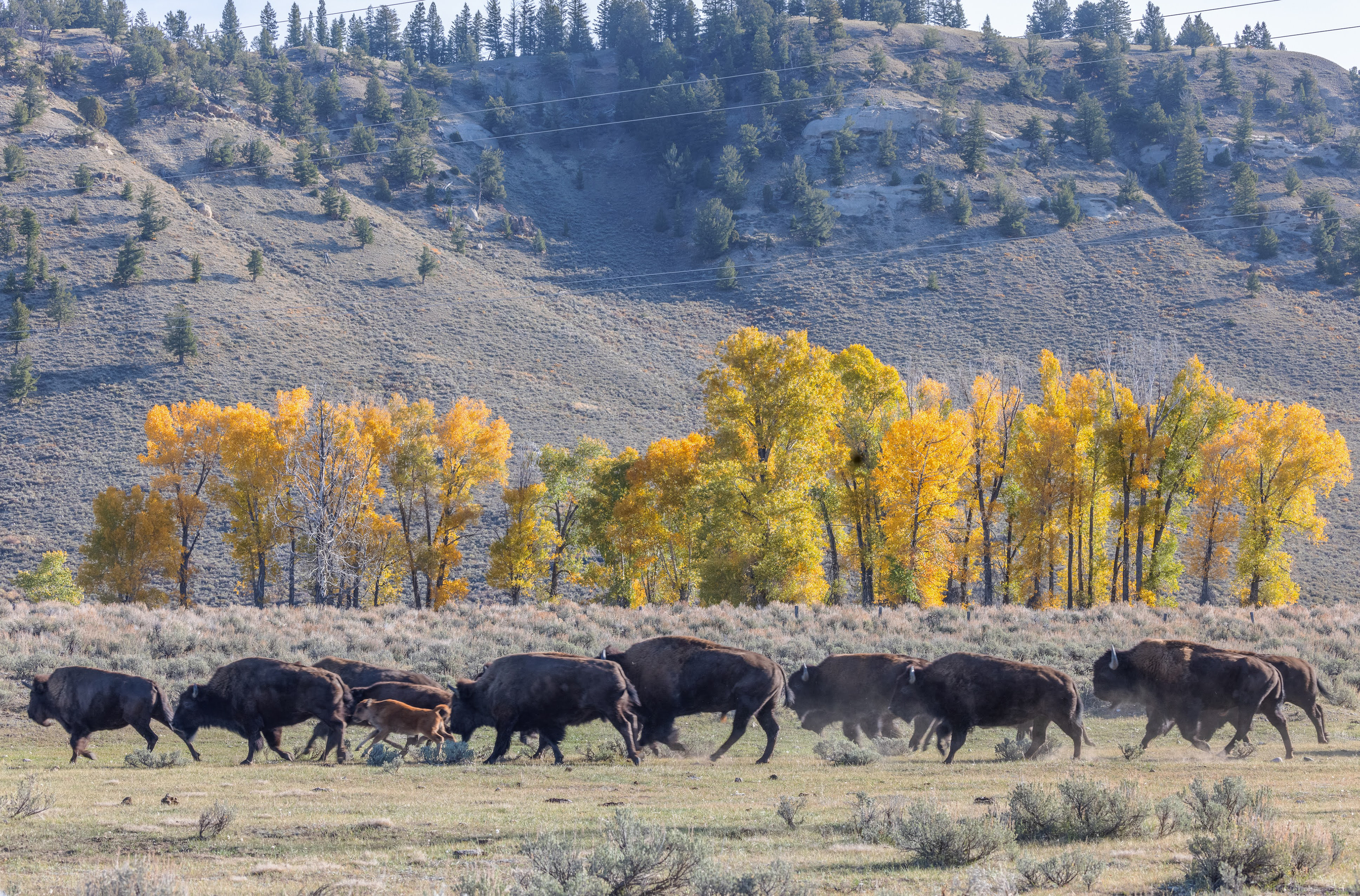 Herd life.  A bison herd rambles along the prairie in Grand Tetons National Park 2020
