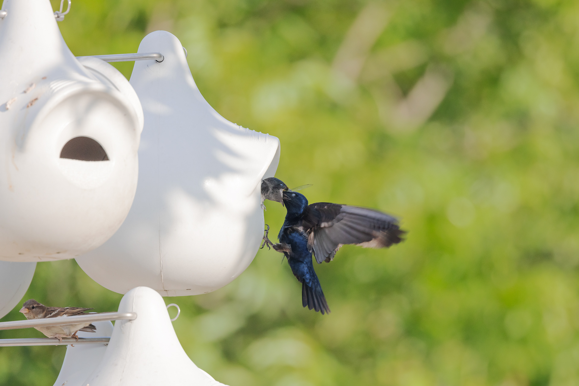 A male purple martin (Progne subis) feeds one of his young a dragonfly.