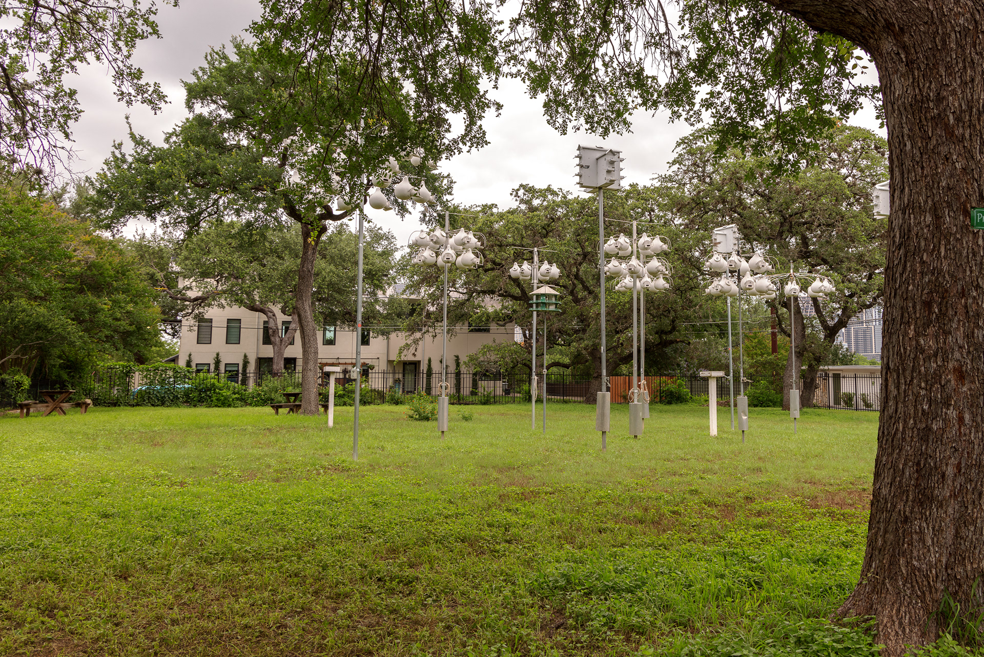 The purple martin nesting colony at Laura Joseph's property in Austin, TX.