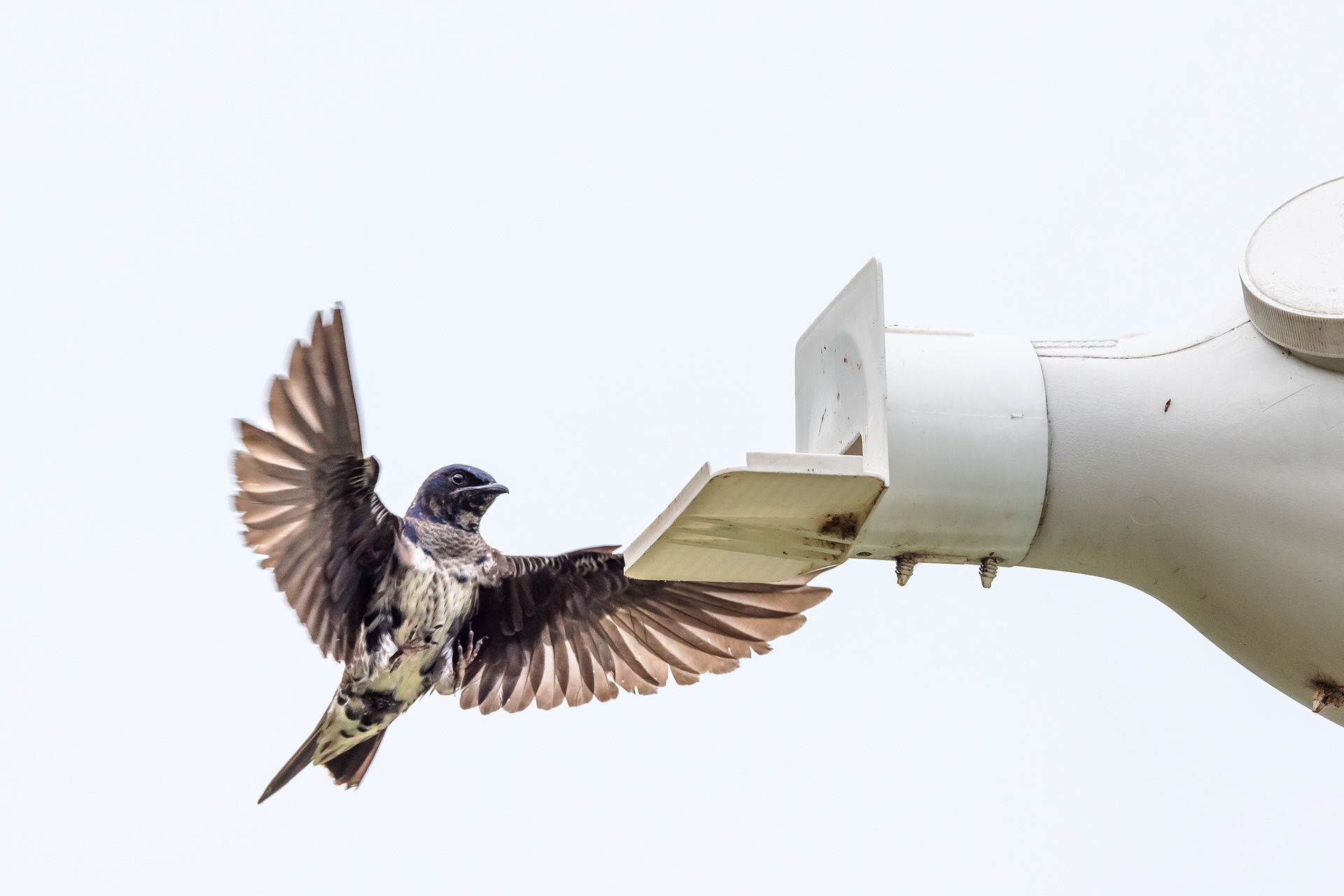 A second-year male purple martin (Progne subis) approaches the landing pad of a nesting gourd. Male purple martins don’t get their full set of dark purple feathers until after their second year. Patterson Park, Austin TX.