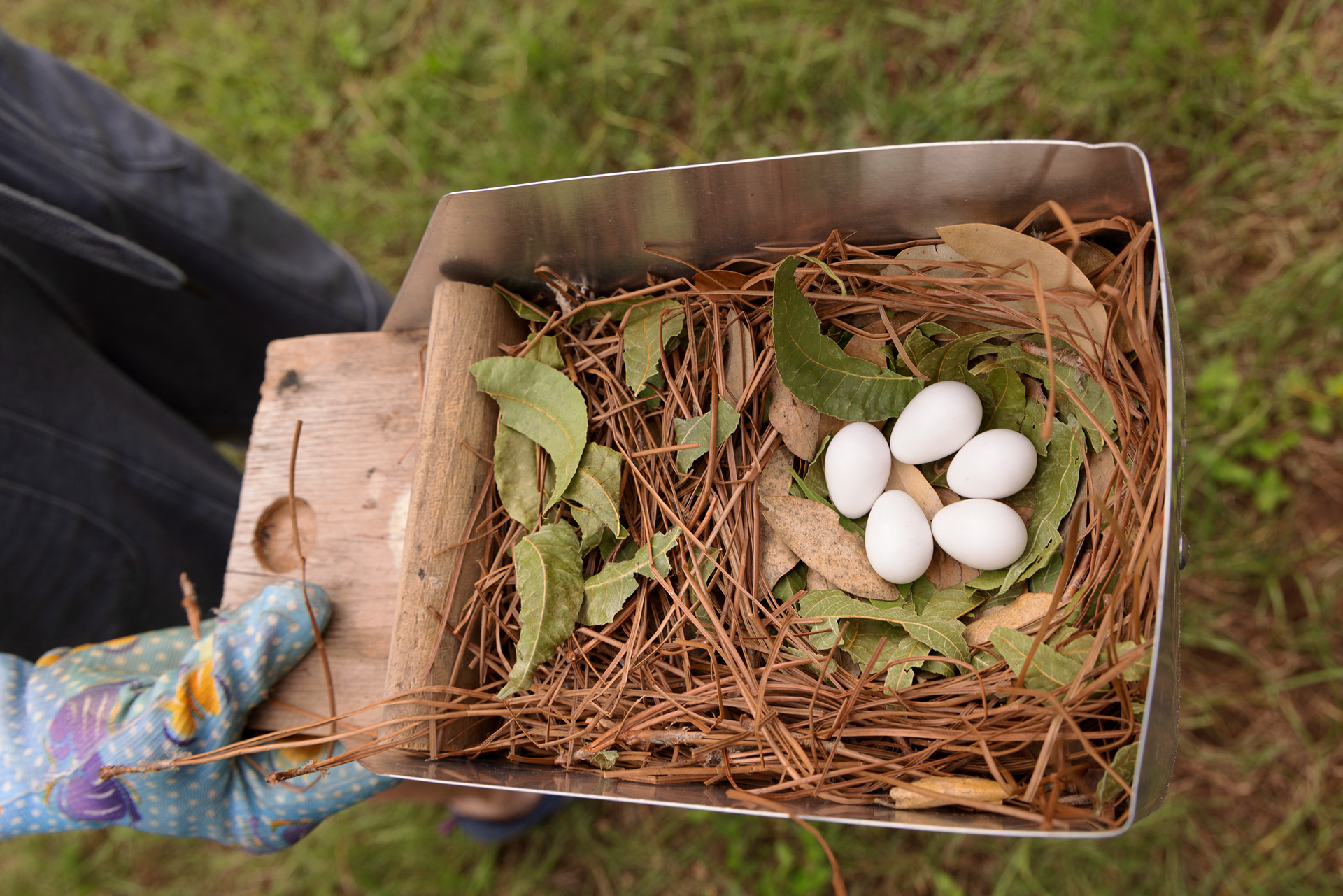 This is what a perfect purple martin nest looks like. The green leaves are from nearby trees and brought in by the parents.
