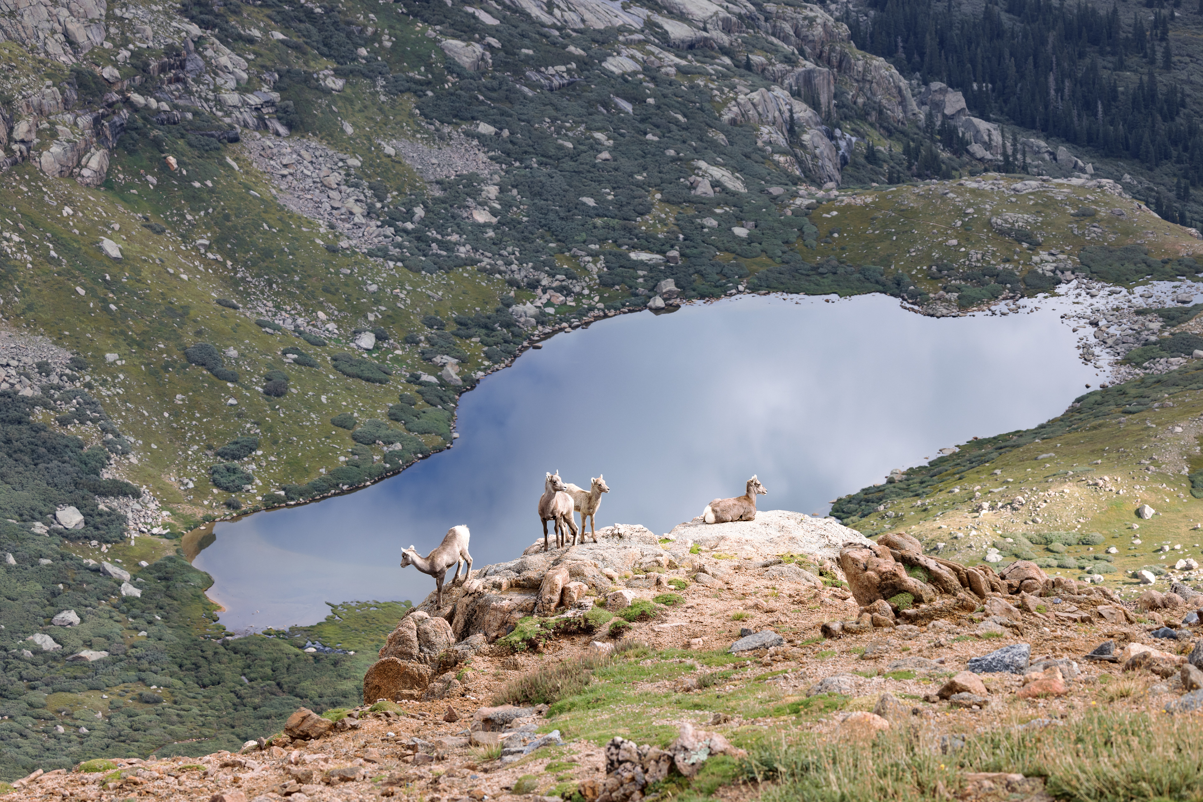 Bighorn sheep (Ovis canadensis) lambs perch on a rocky ledge above Chicago Lakes near the Summit Lake parking lot. In the summer, female bighorn sheep often bring their lambs to Summit Lake to forage on the fresh grasses.