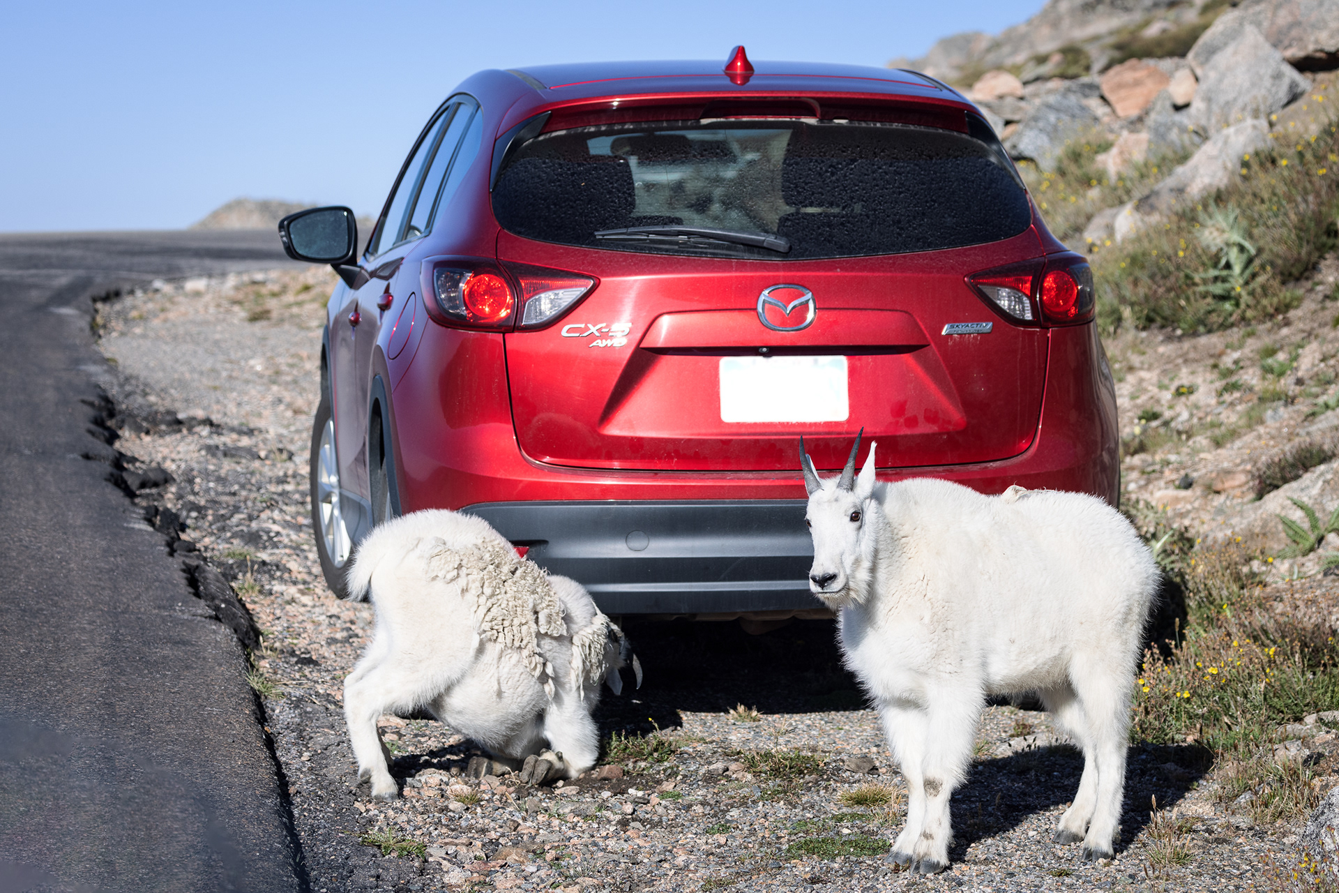 A Rocky Mountain goat (Oreamnos americanus) licks the undercarriage of a car parked on the side of the road, on Mount Bluesky road up to the summit, while it’s companion looks on. Both mountain goats and bighorn sheep, are attracted to cars, asphalt and other manmade structures on the mountain for their minerals.