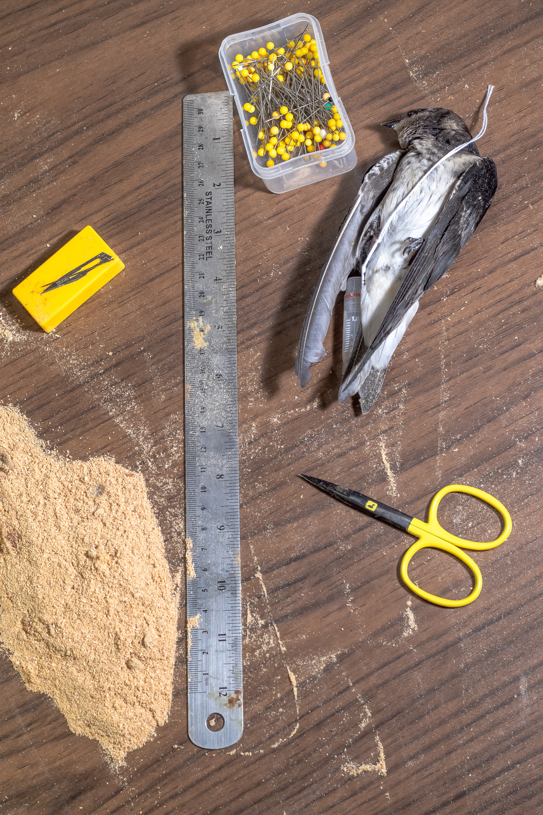 A purple martin specimen displayed with the tools used to create the taxidermy. College Station, TX. This bird was found deceased by volunteers at a pre-migratory roost in Austin, TX.