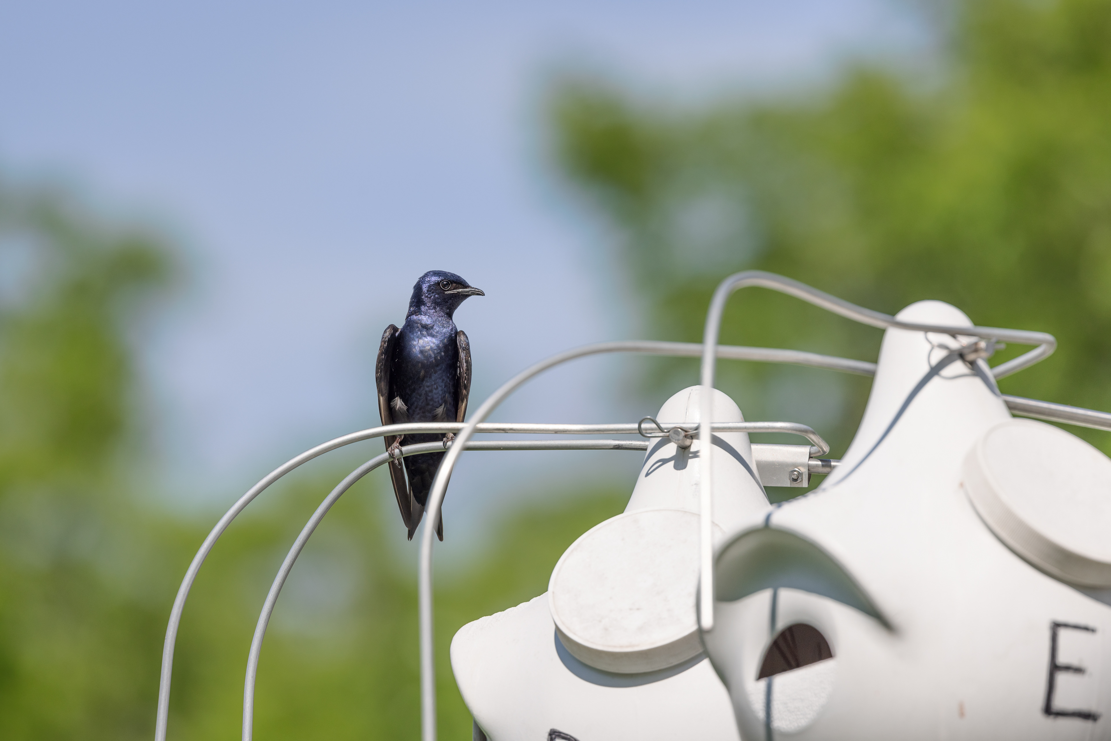 A dapper looking male purple martin sits on an owl guard of a purple martin rack in Austin, Texas.