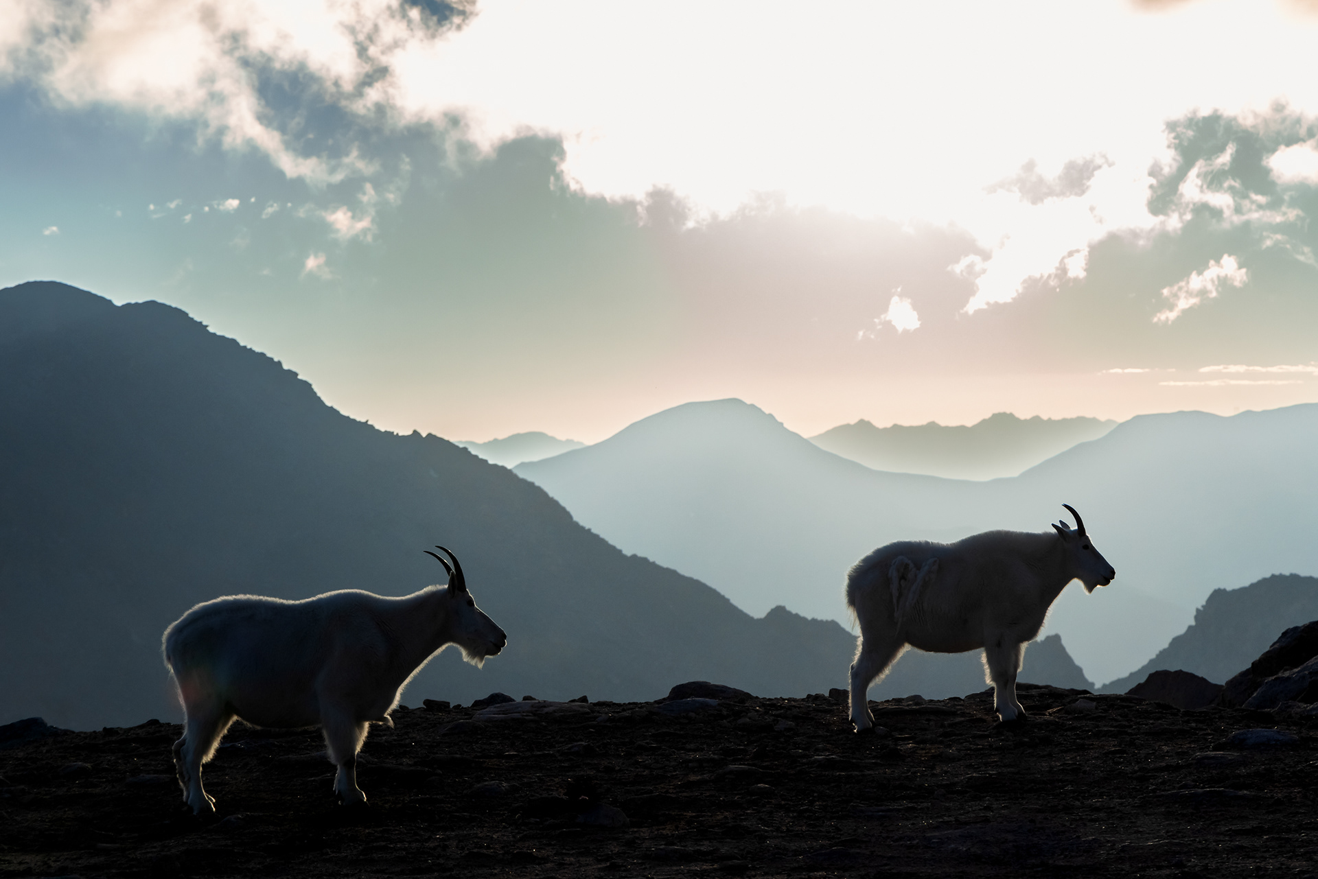Two Rocky Mountain goats (Oreamnos americanus) silhouetted against dramatic backlighting at dusk on Mount Blue Sky.