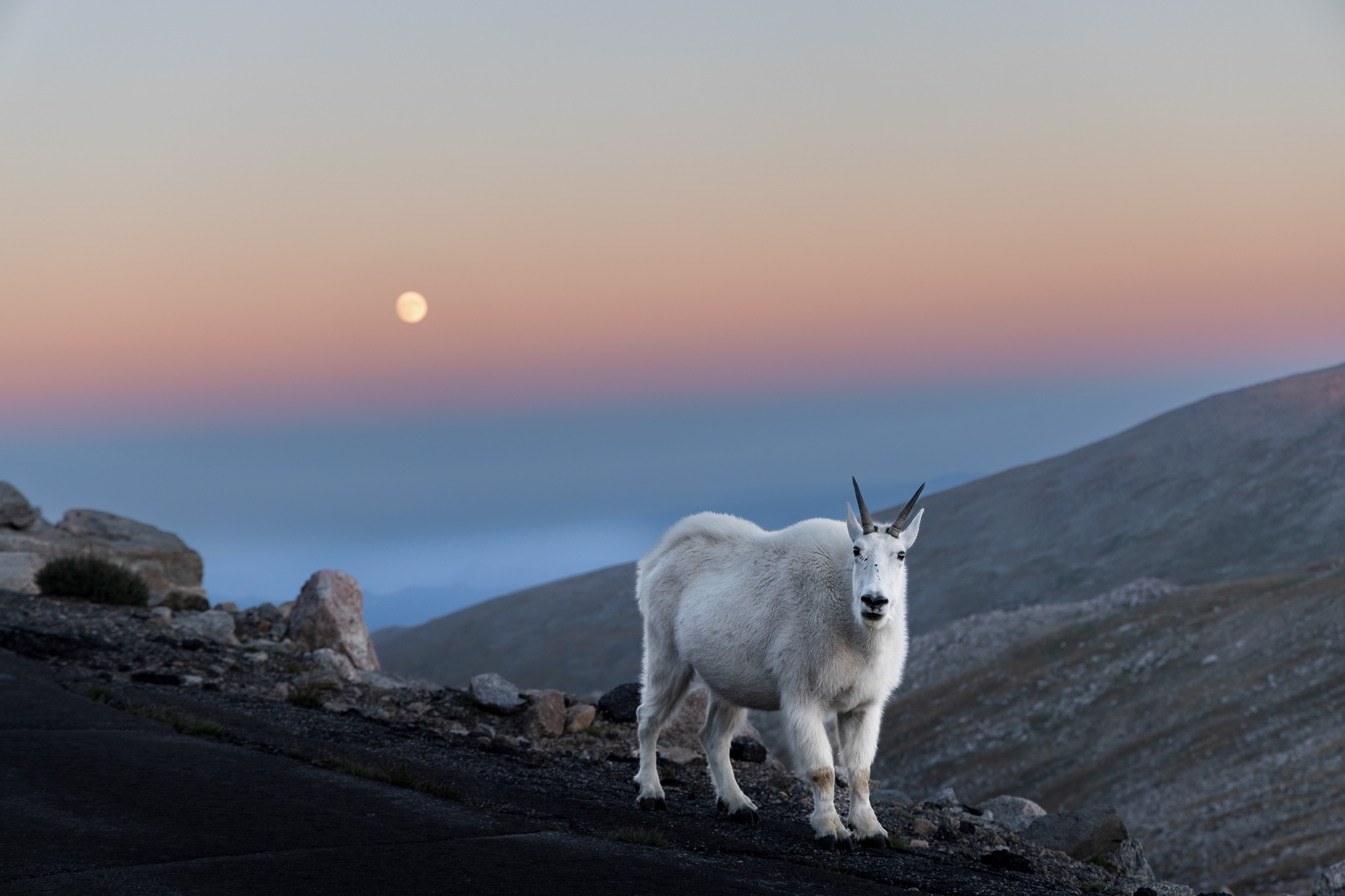 A Rocky Mountain goat (Oreamnos americanus) pauses on the side of the road on Mount Blue Sky Scenic Highway before ascending to the rugged cliffs of a nearby peak to find refuge for the night.