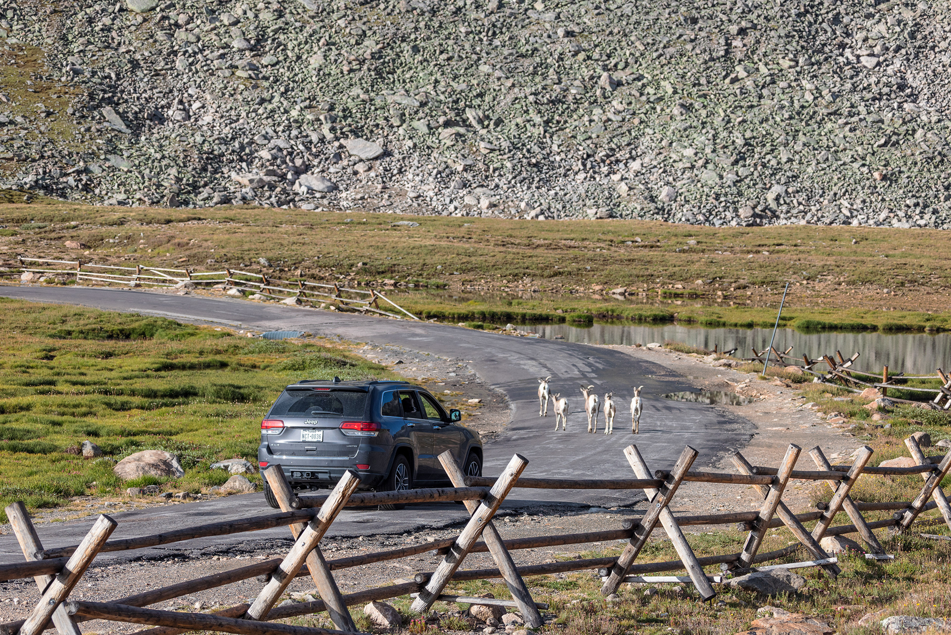 A group of female and juvenile bighorn sheep (Ovis canadensis) wander up the paved road of the Mount Blue Sky Scenic Byway towards the majestic summit of Mount Blue Sky,, causing a bighorn sheep traffic jam.