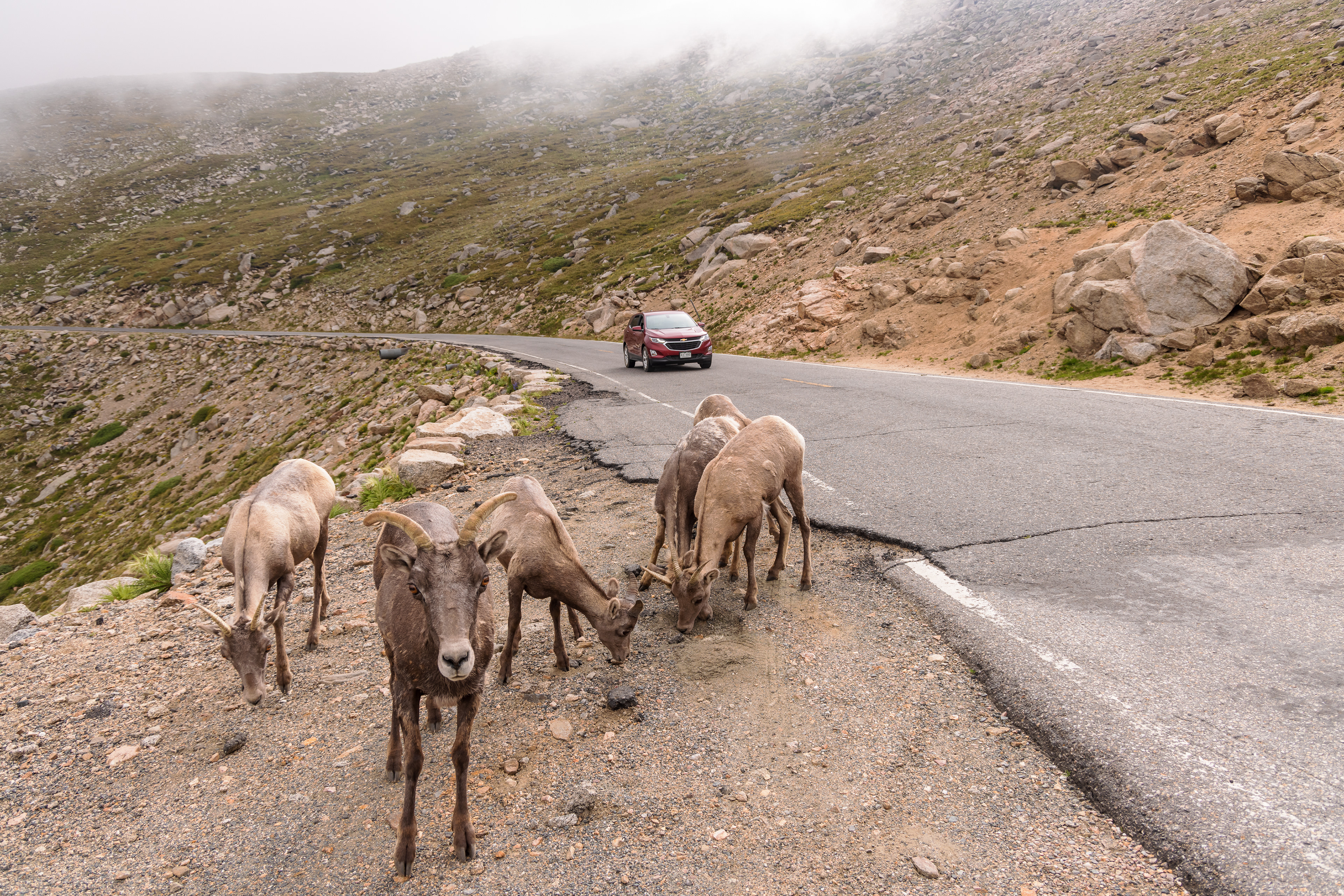 "A group of female and juvenile bighorn sheep (Ovis canadensis) stand by the roadside, licking minerals from the ground."