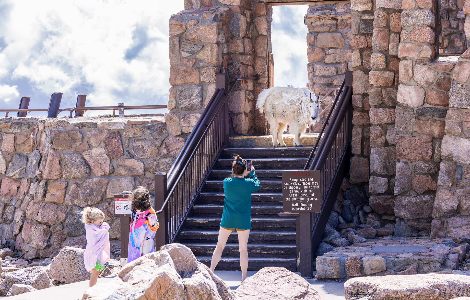 A mother and her children stand uncomfortably close to a Rocky Mountain Goat (Oreamnos americanus) at the ruins of an old restaurant on Mount Blue Sky. Mountain goats, known for unpredictable behavior, may use their sharp horns for protection if they feel threatened.