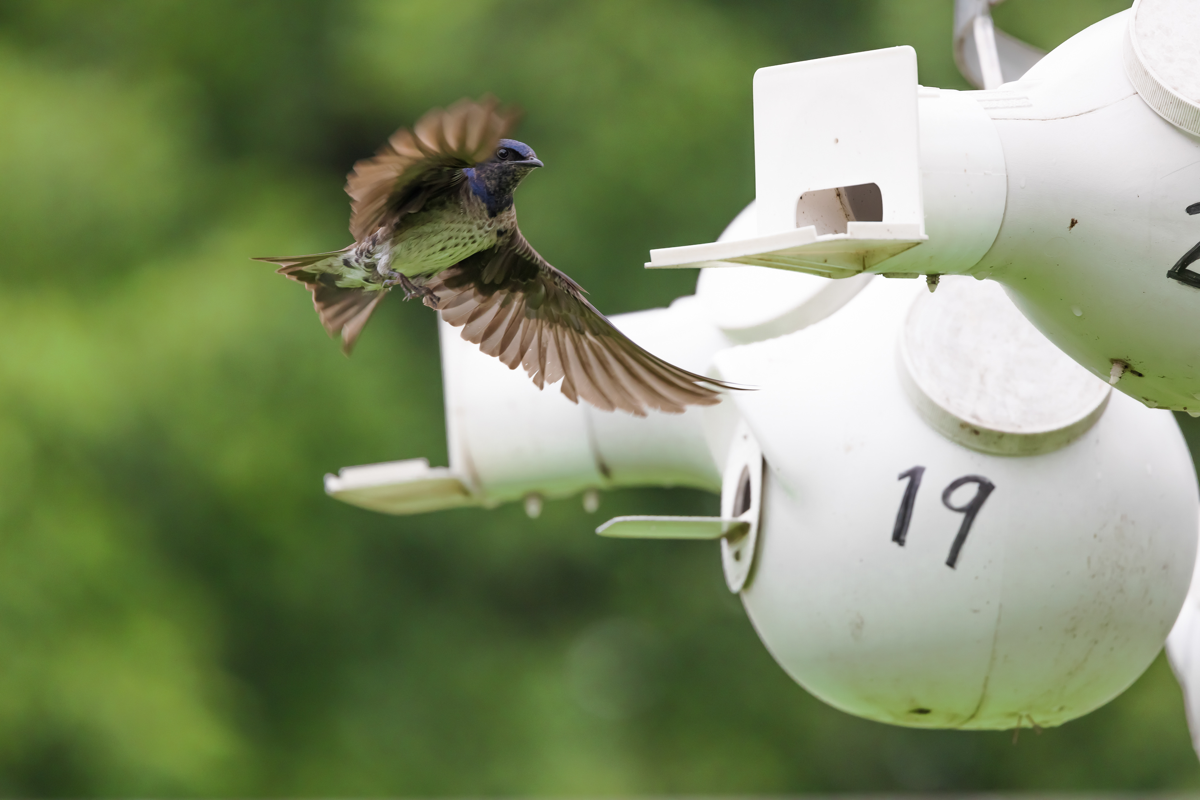 A first year male juvenile purple martin (Progne subis) flies in to land at one of the nesting gourds at Hornsby Bend Bird Observatory and Water Treatment Plant. Spring 2021 Austin Texas