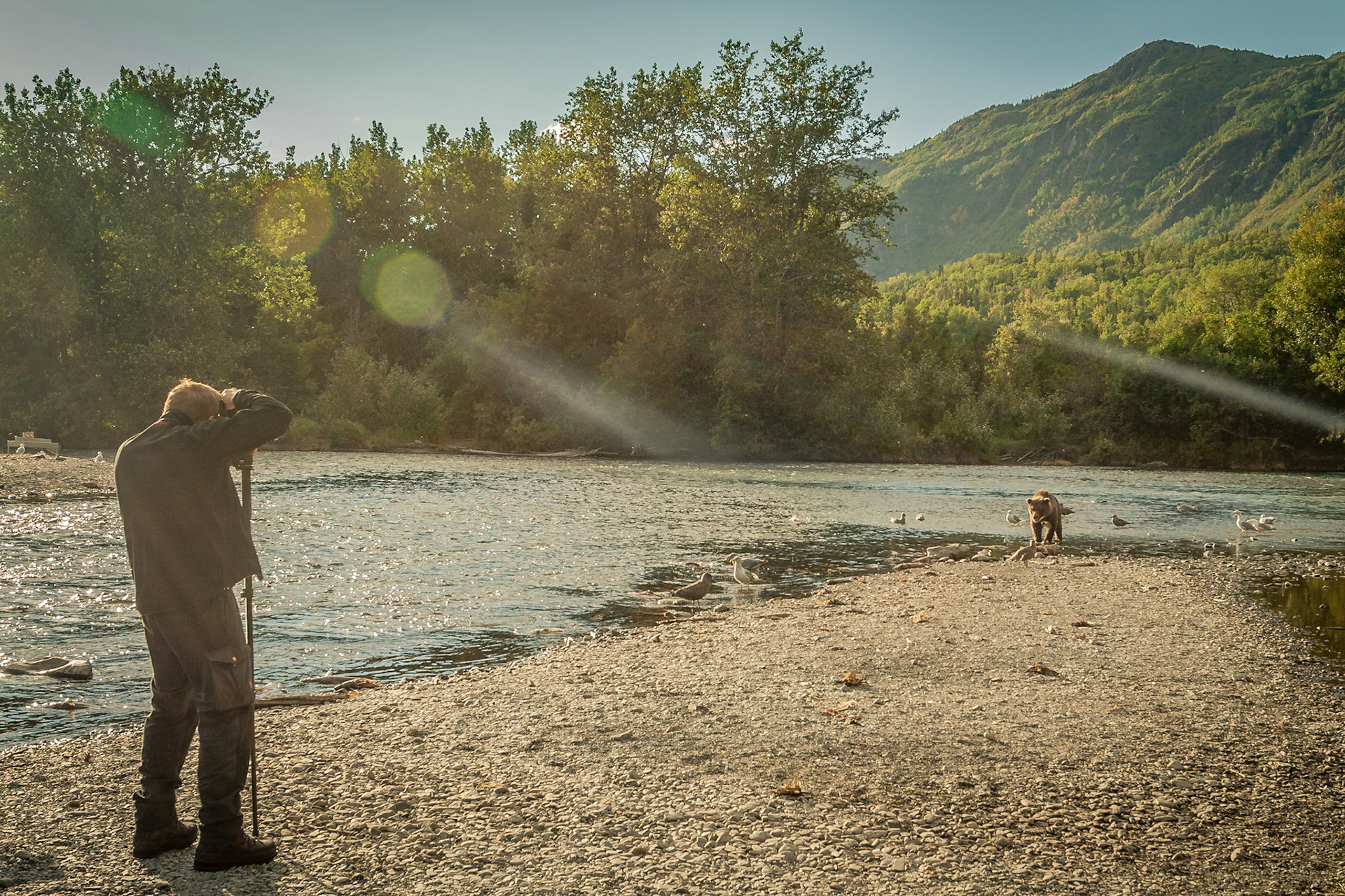 Grizzlybär (Ursus arctos horriblis)