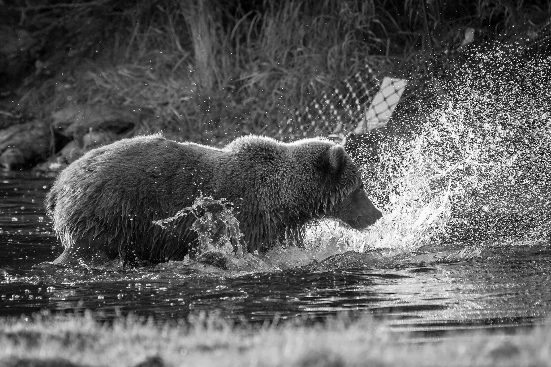 Grizzlybär (Ursus arctos horriblis)