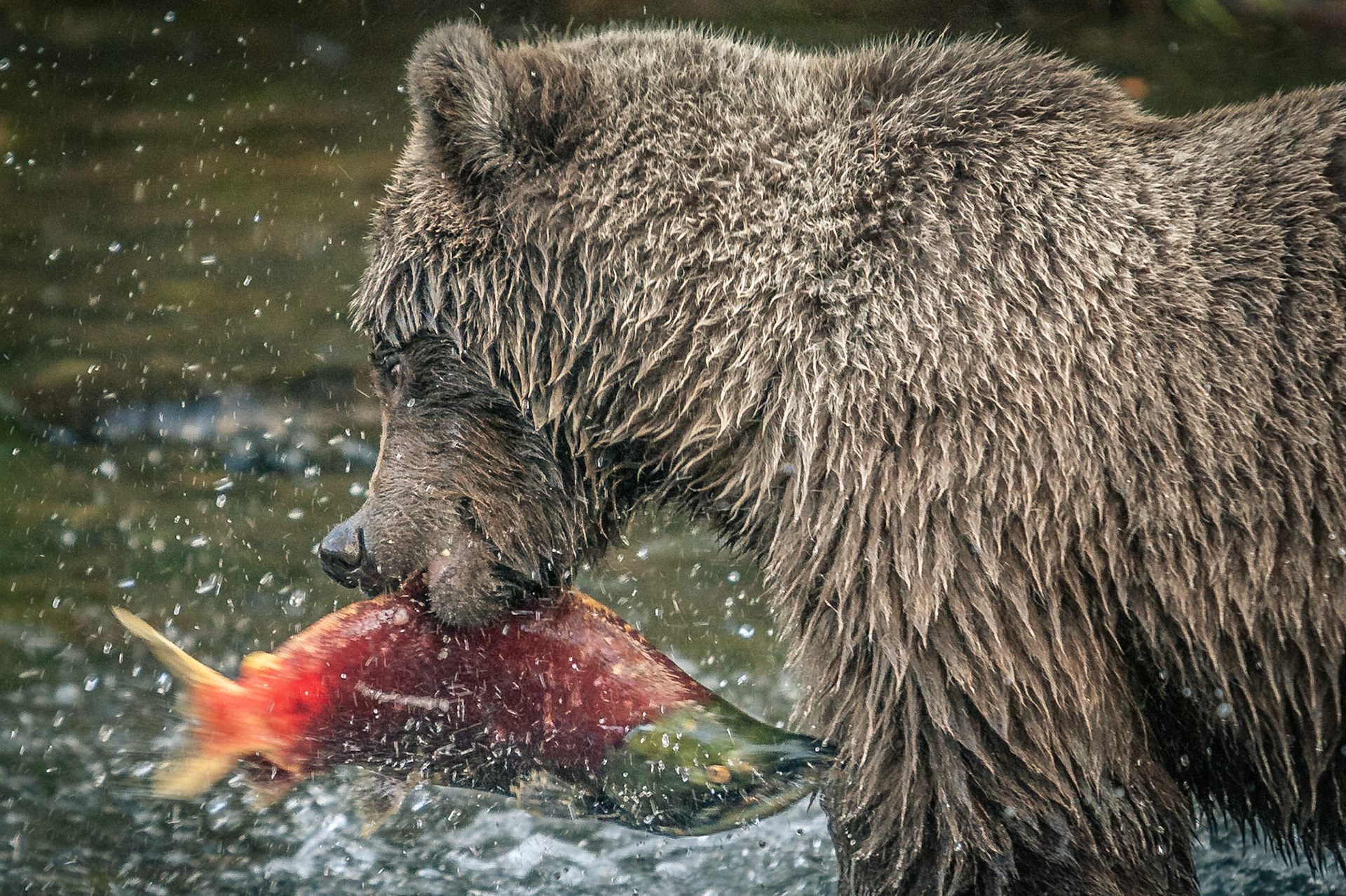 Grizzlybär (Ursus arctos horriblis)