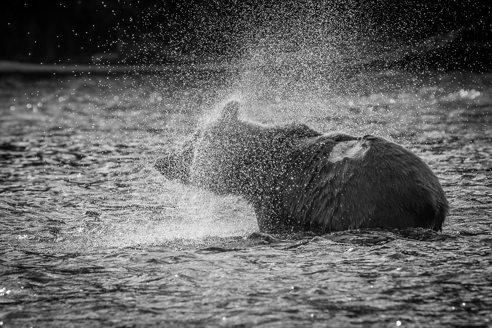Grizzlybär (Ursus arctos horriblis)