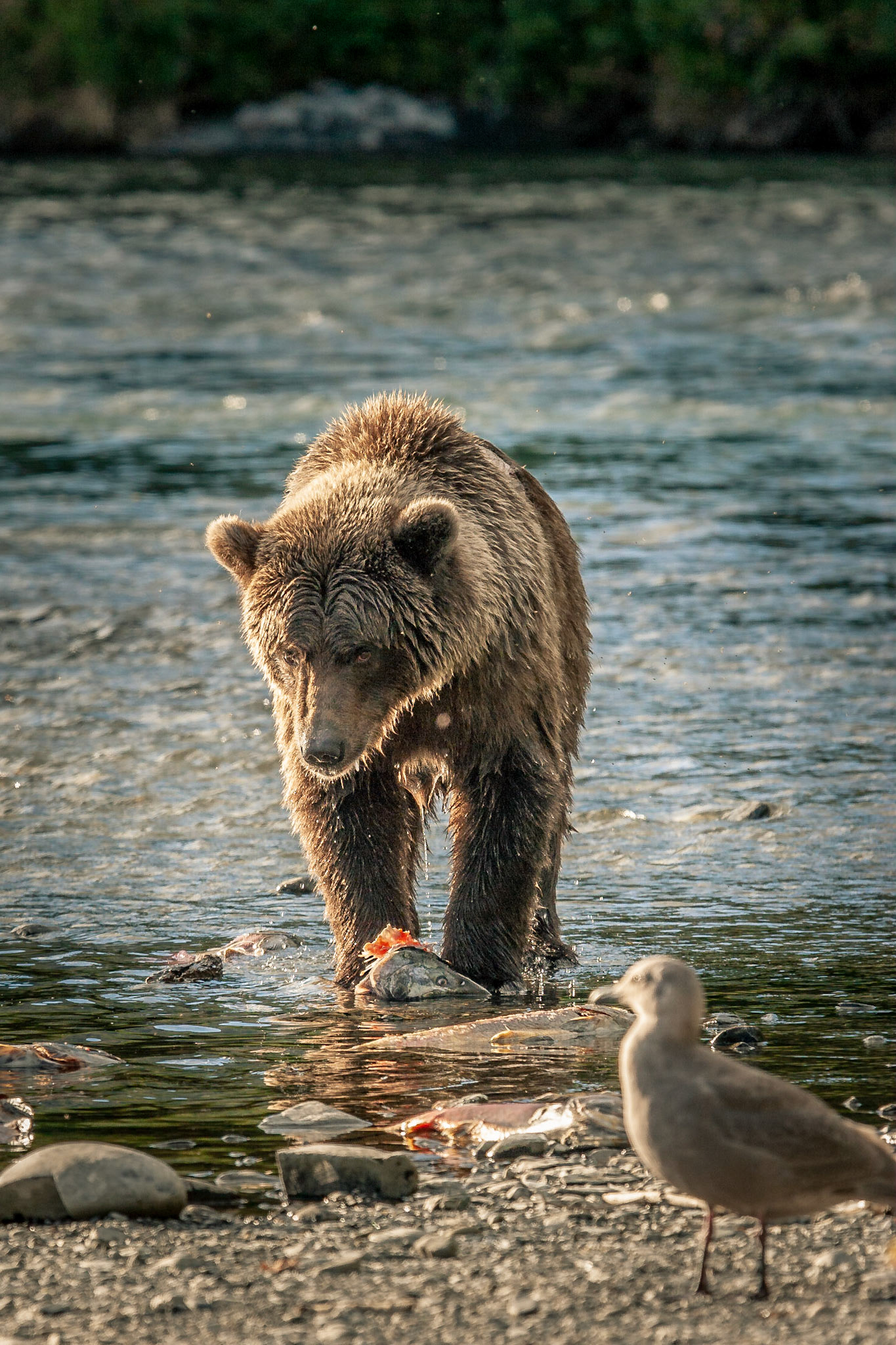 Grizzlybär (Ursus arctos horriblis)