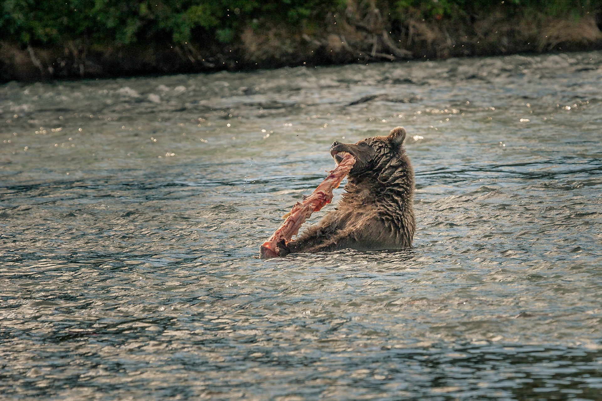 Grizzlybär (Ursus arctos horriblis)