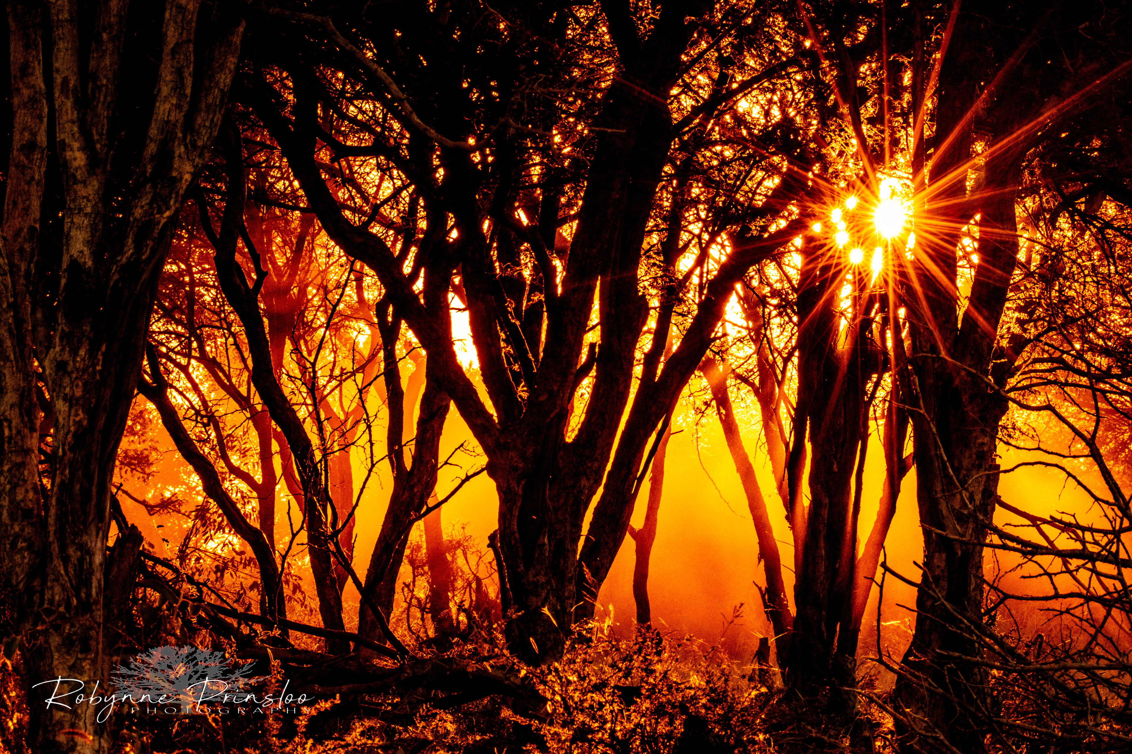 Stars of the Sun