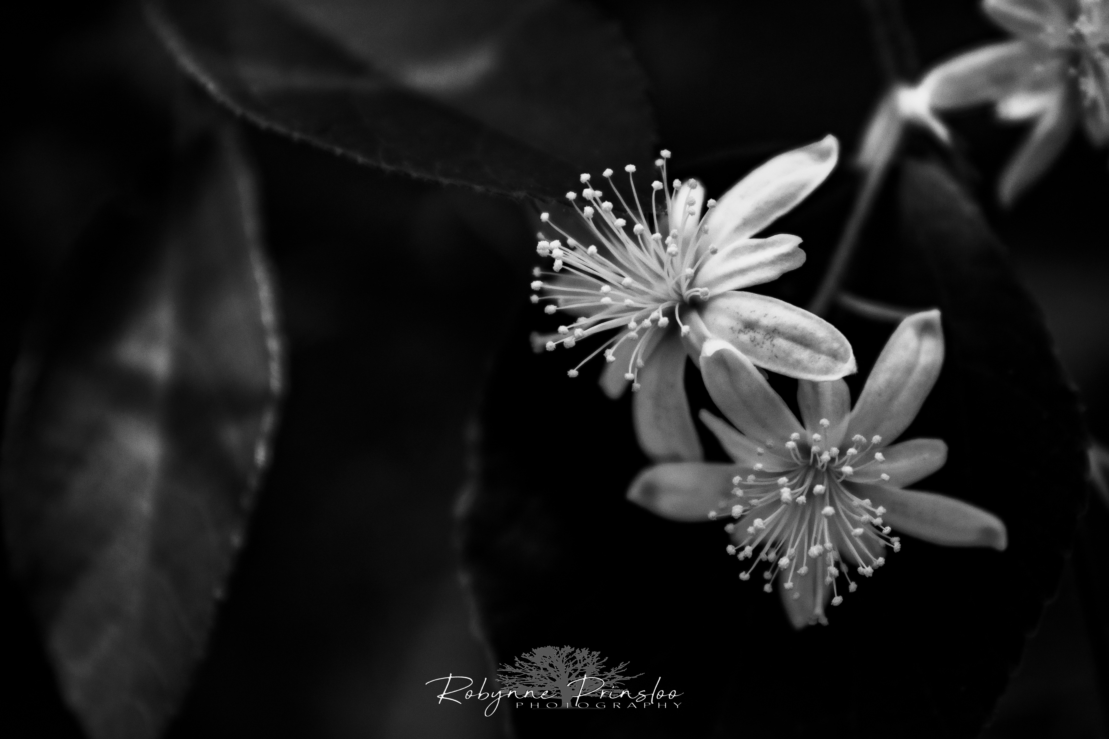 Wildflowers 3