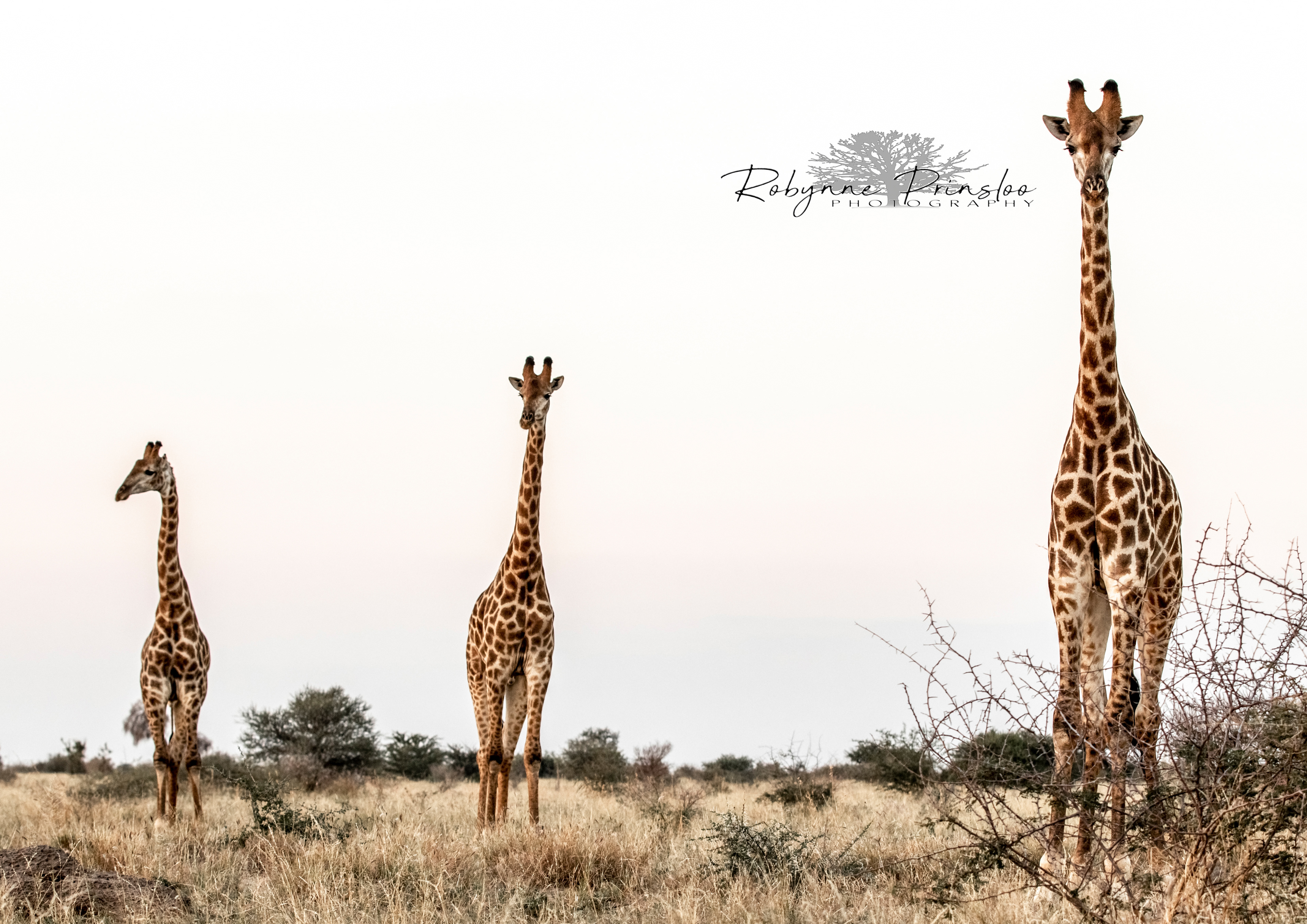 Giraffe Sequence