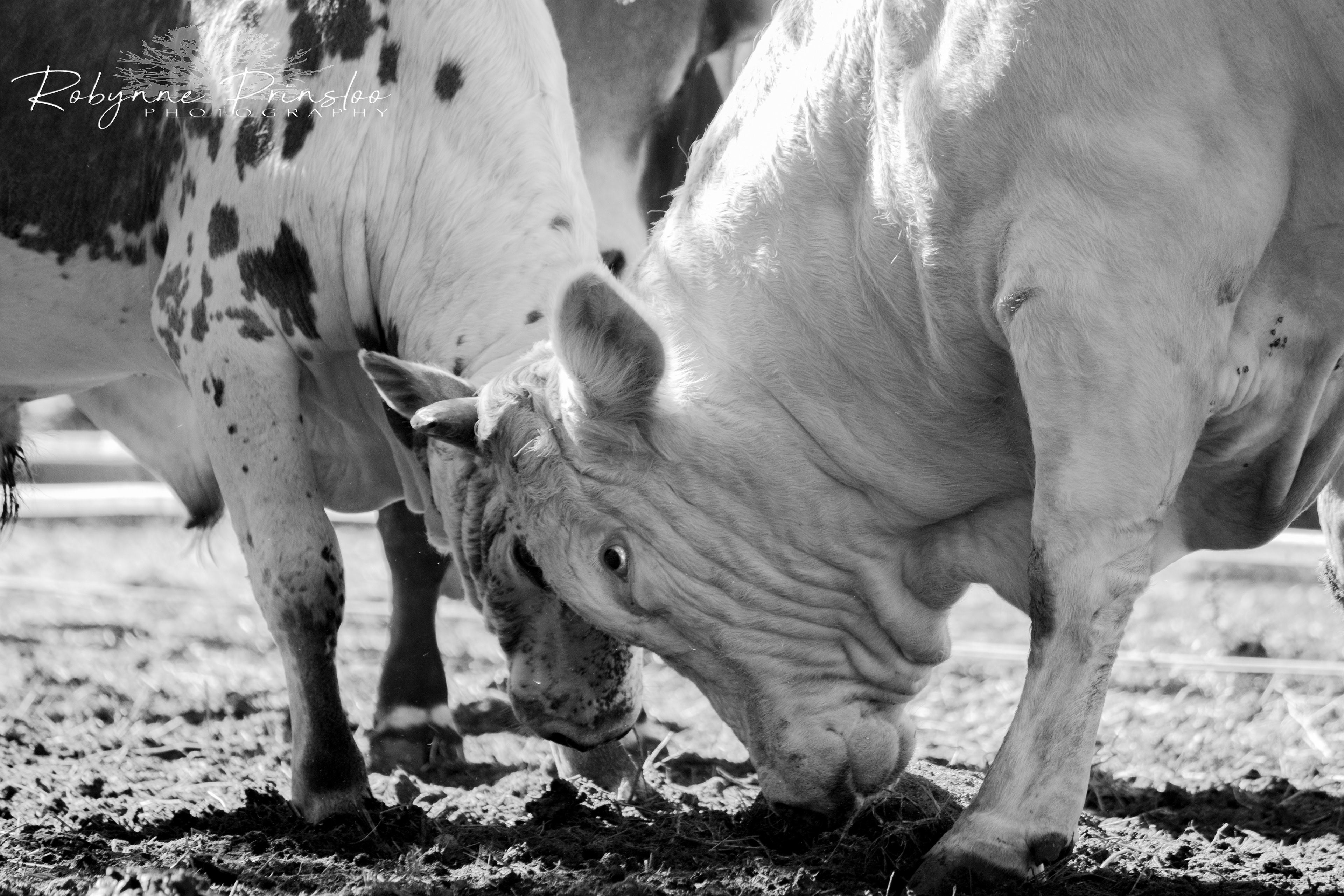 David & Goliath