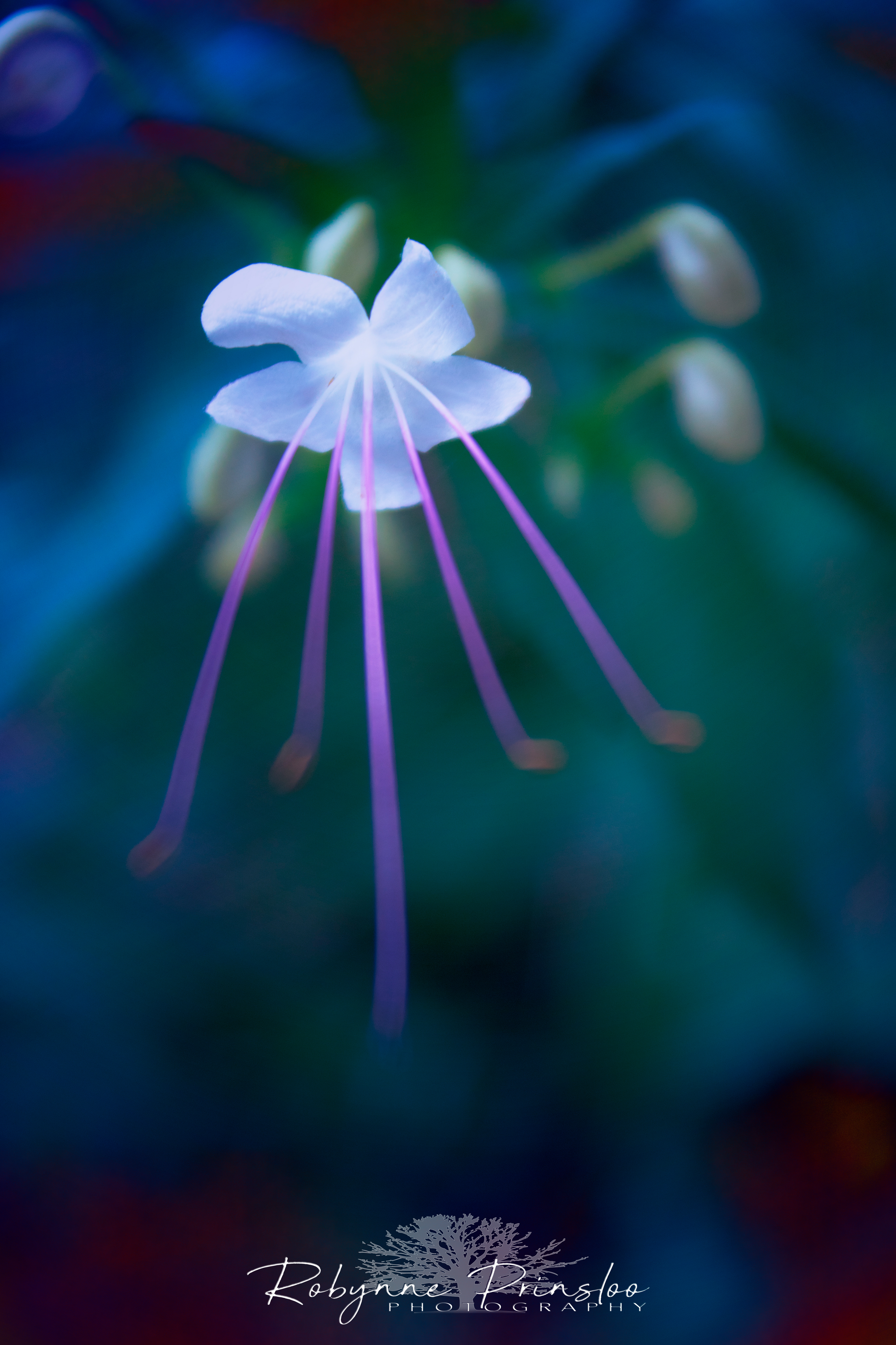 Fairy Flowers 3