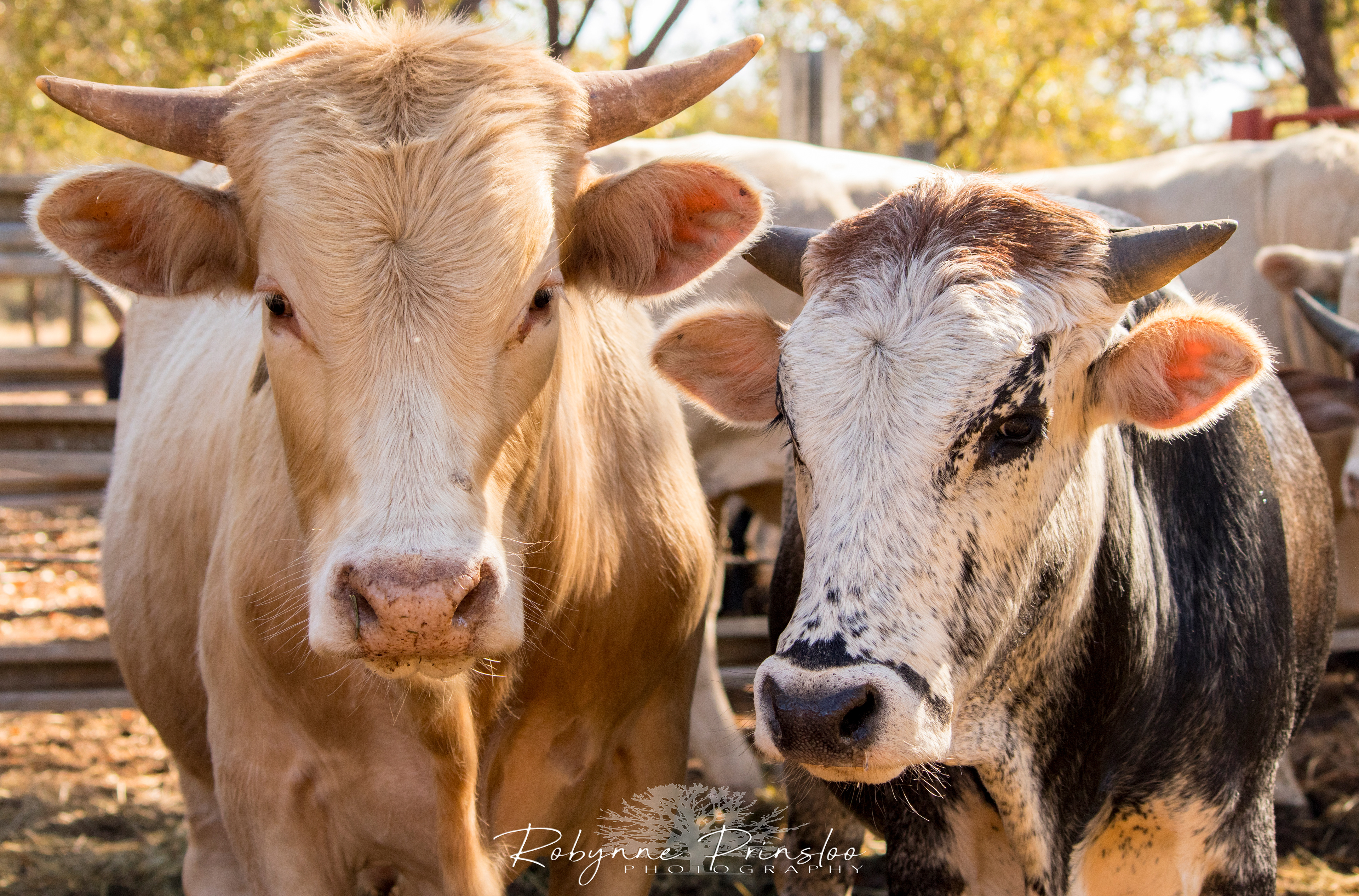 Curious Cows