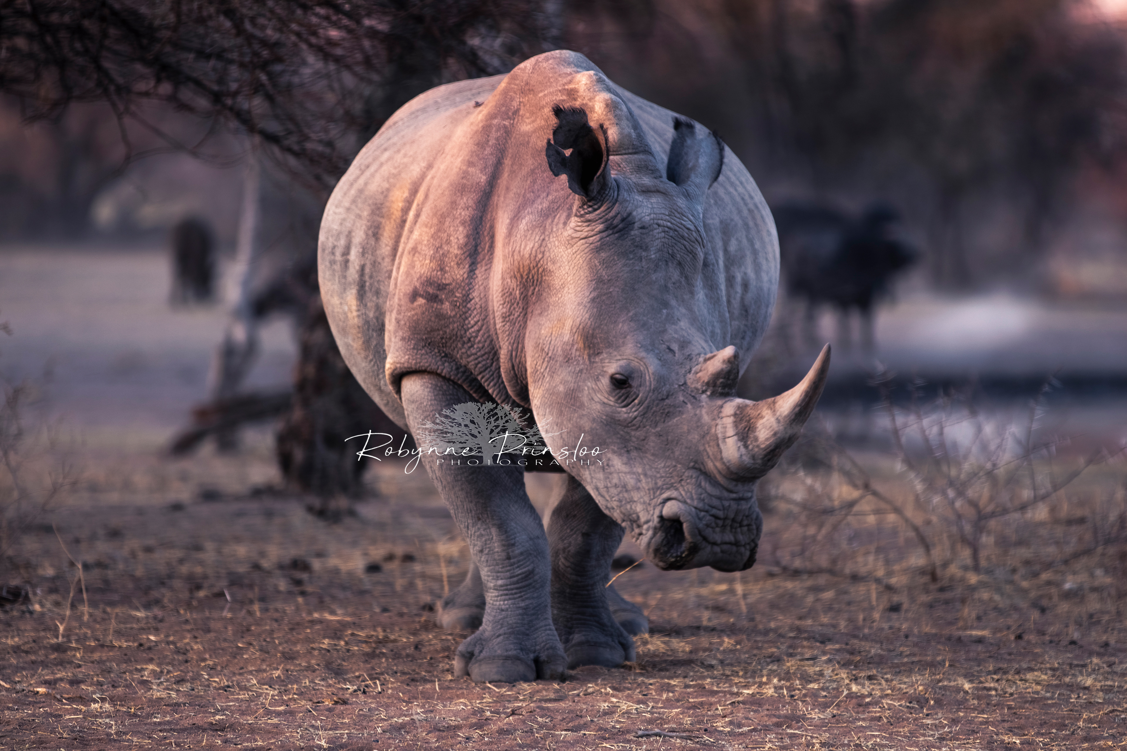 Gentle Giant