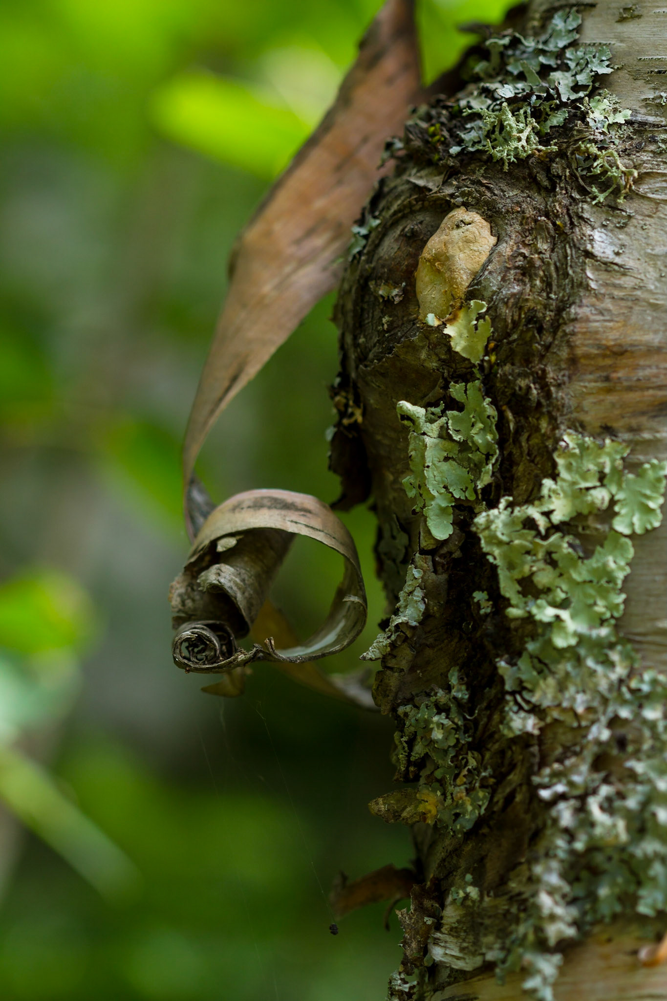 LIchen and birch curls