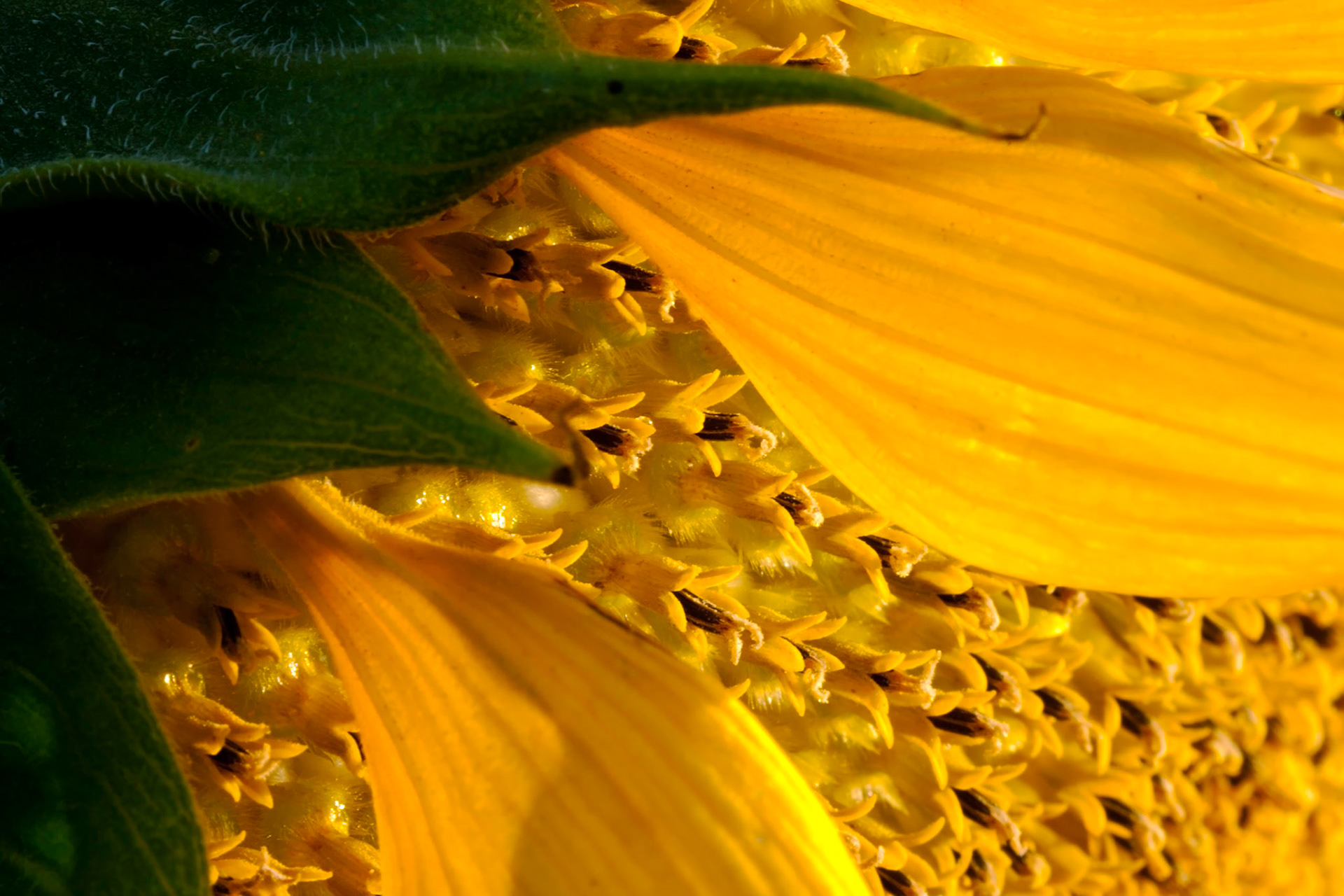 Sunflower