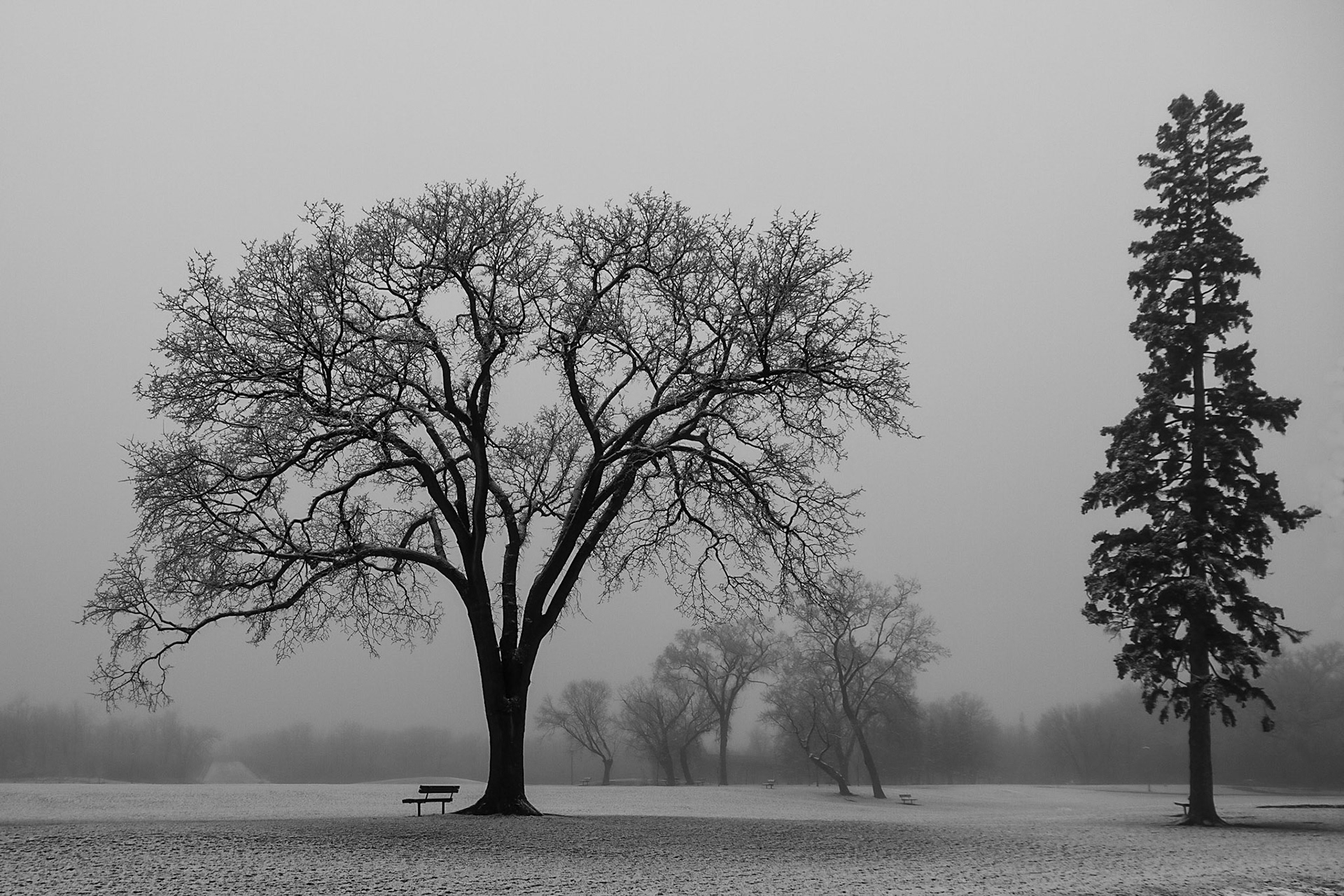 Pale winter