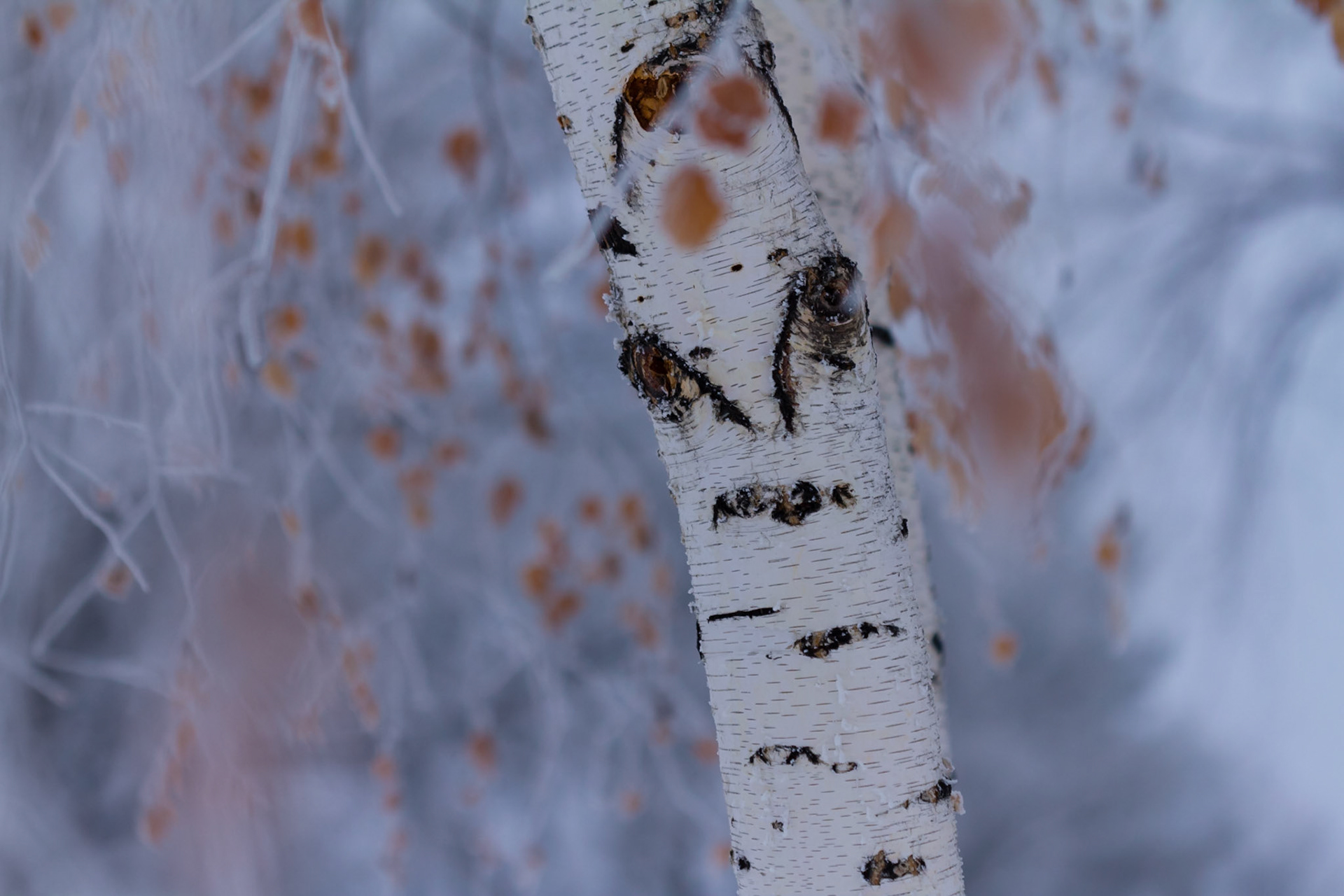 Painted lady