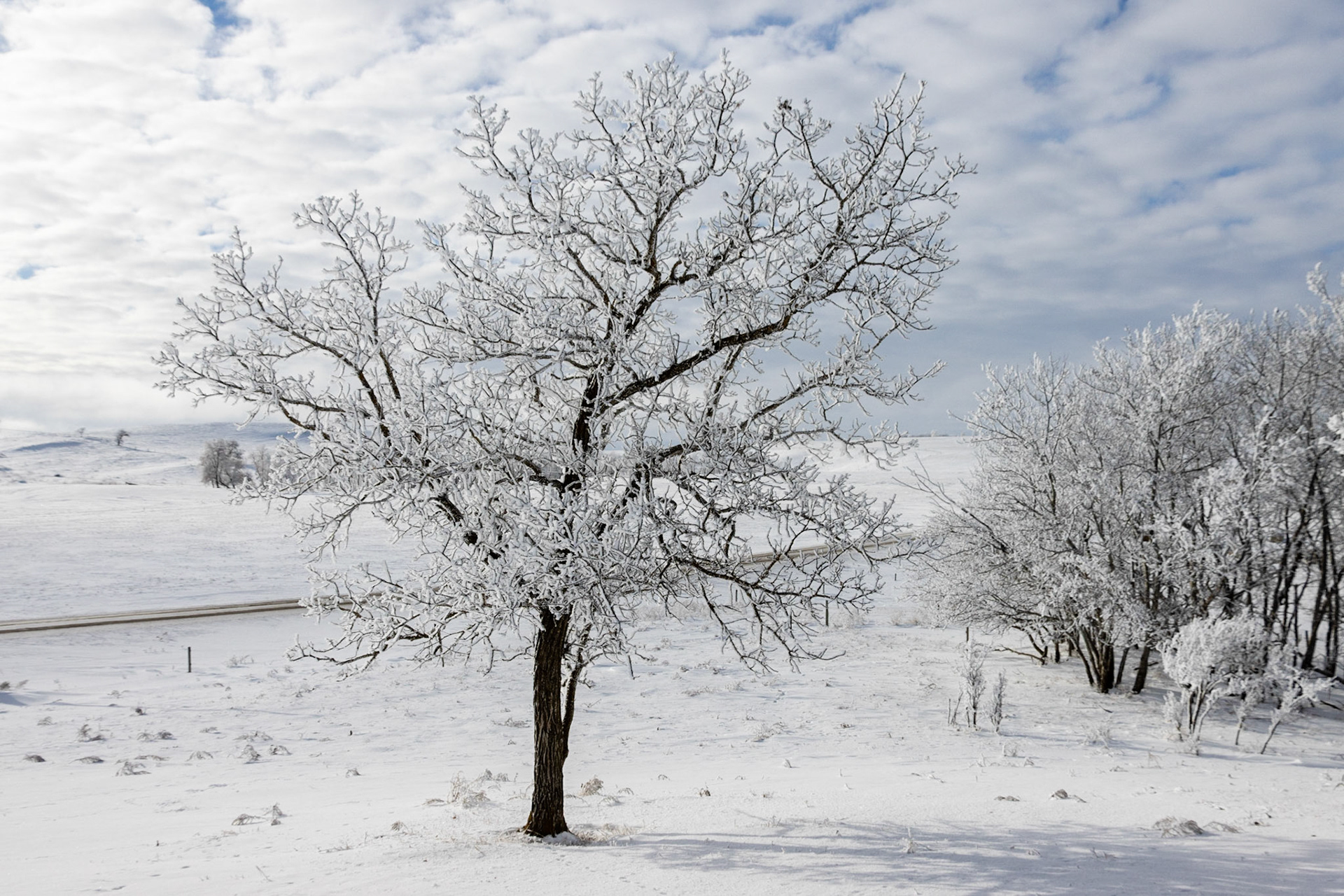 Tree on a hill