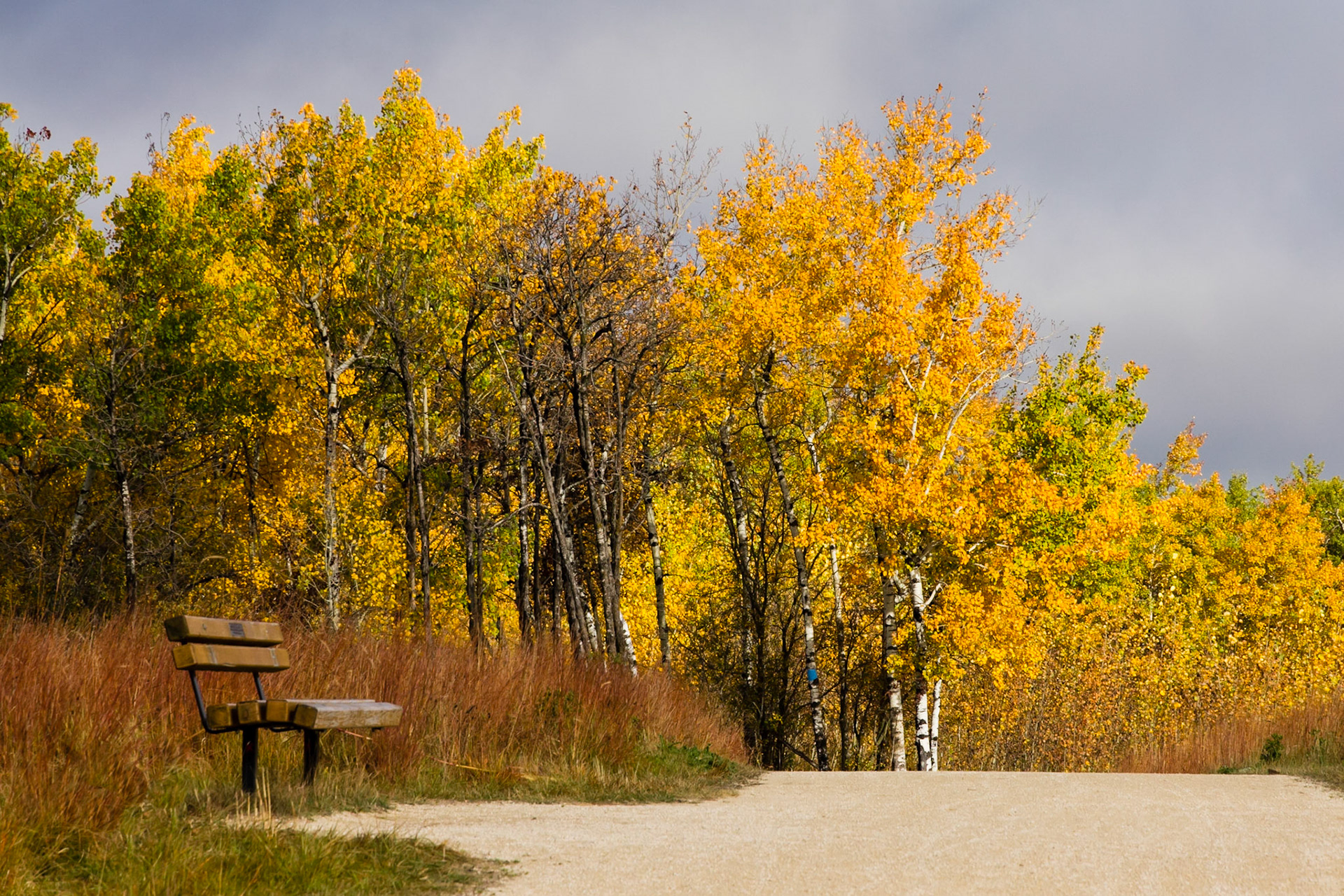 Autumn in the forest
