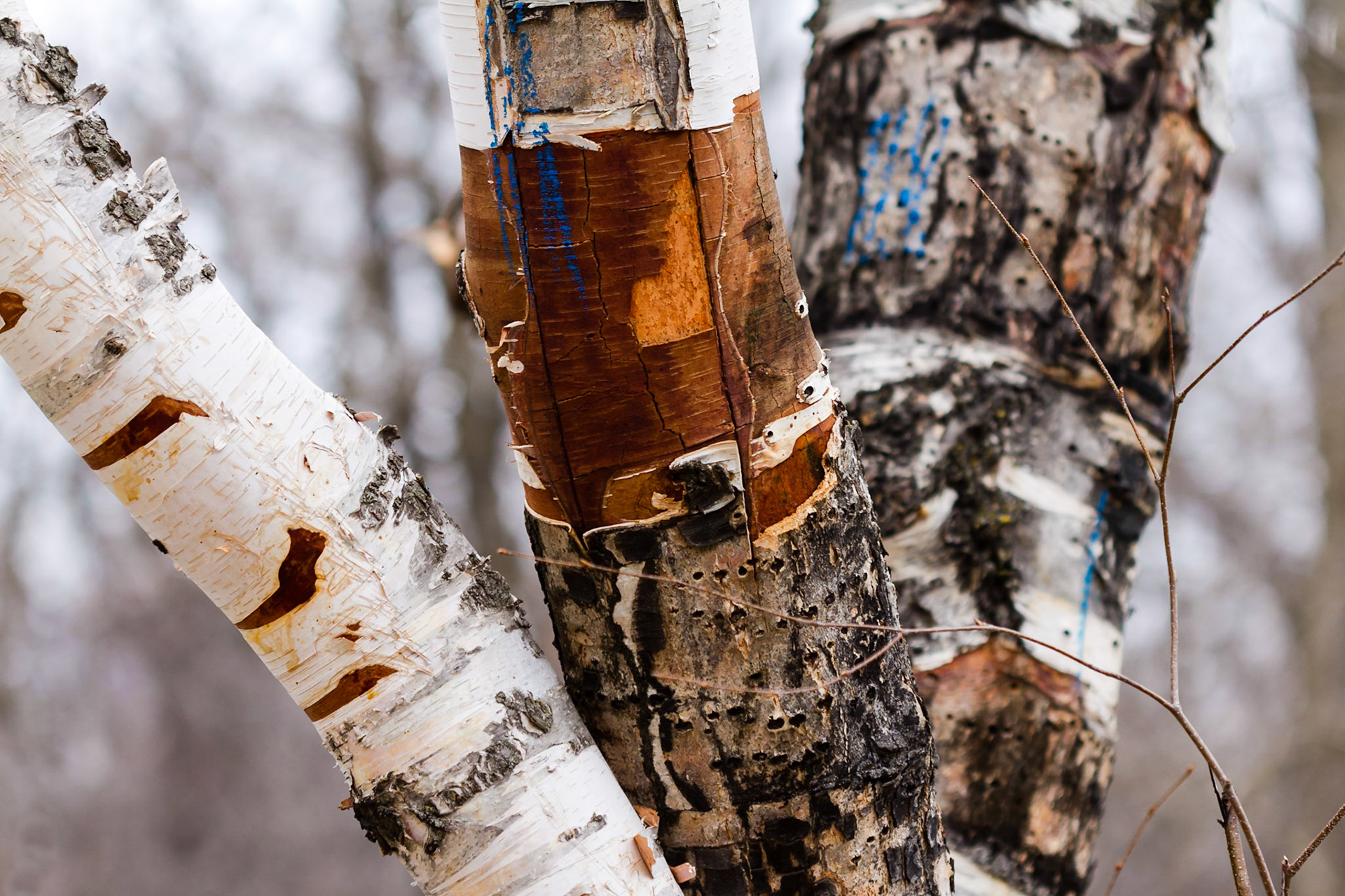 Painted birch