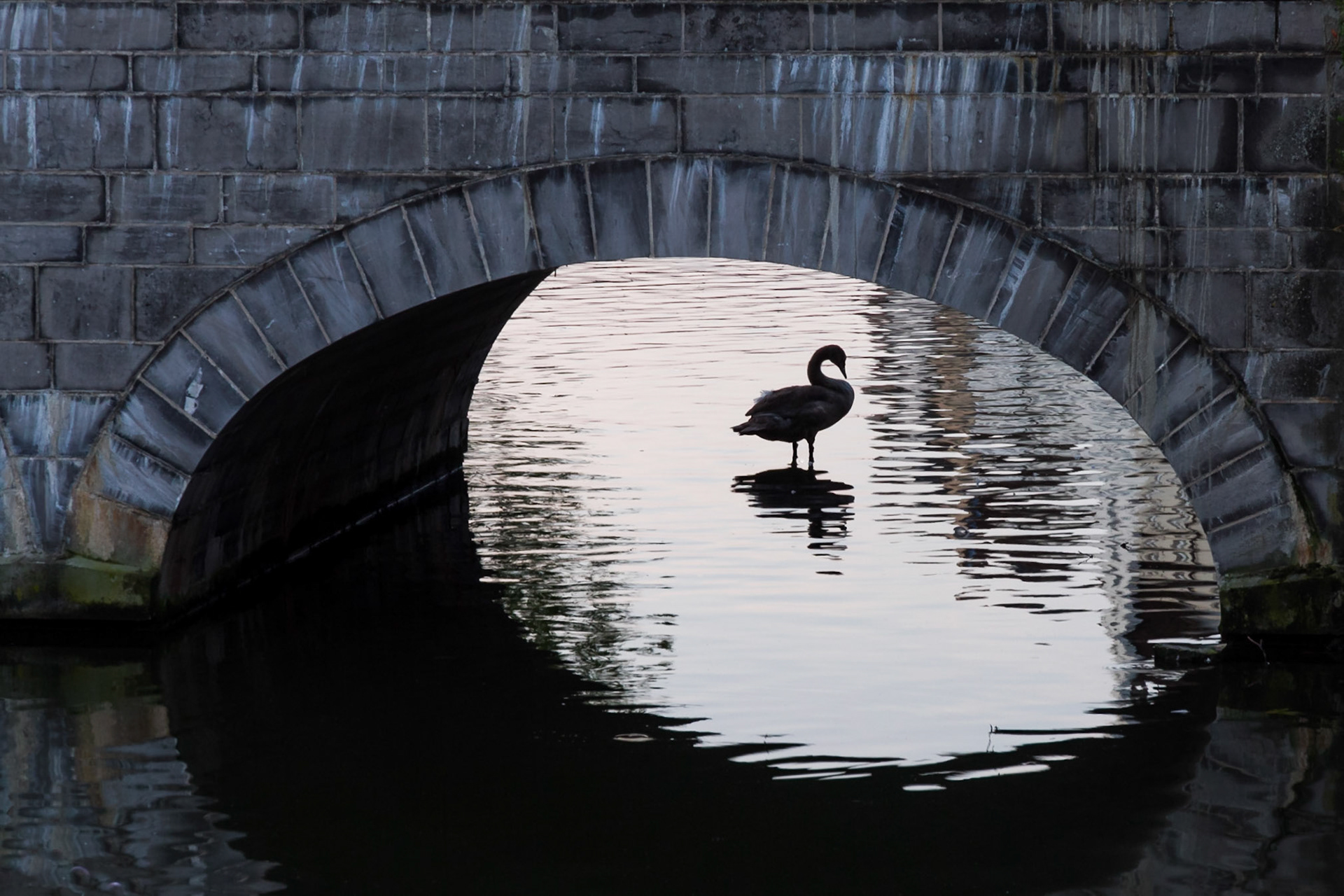 Swan in Brugge