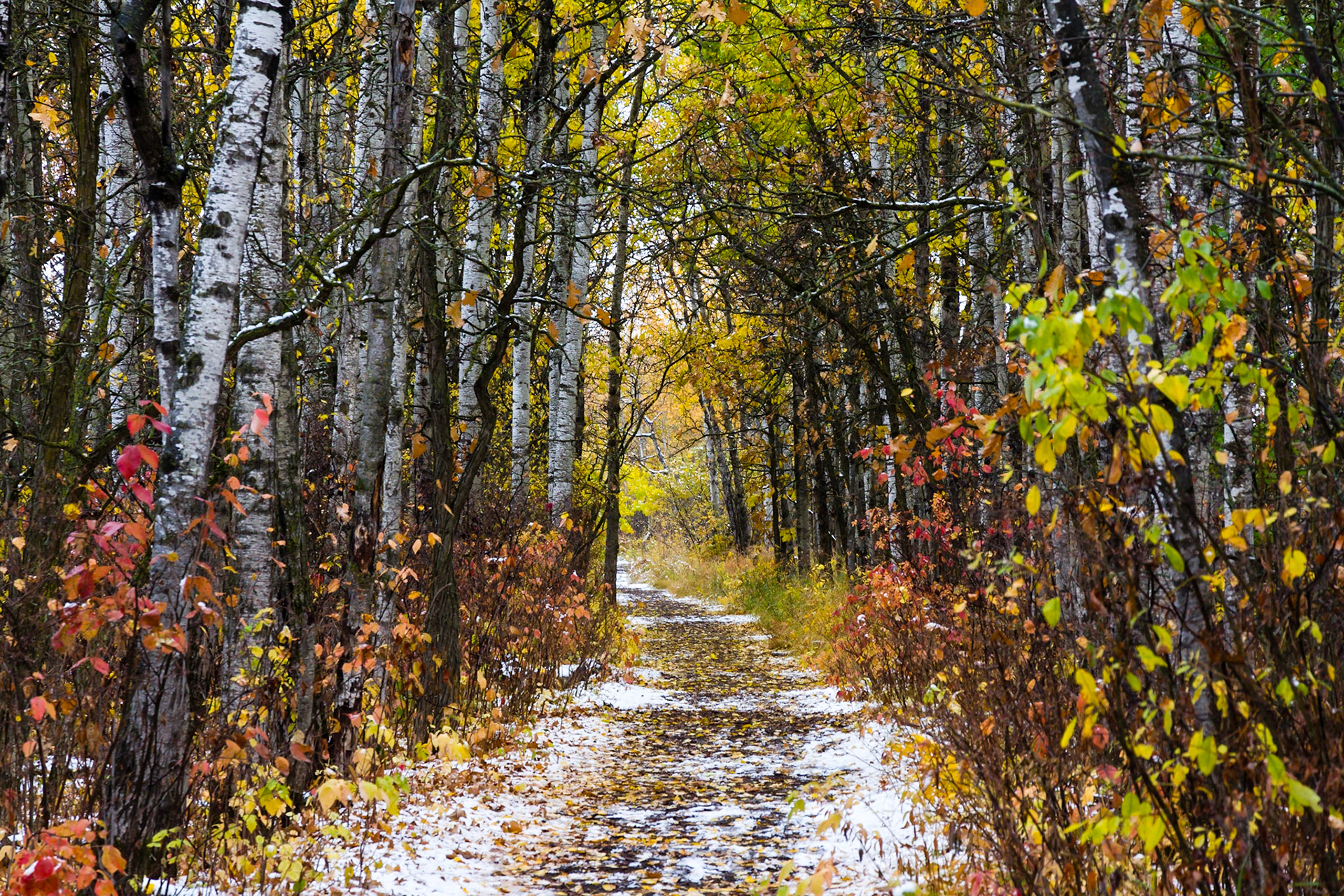 Seasons in the Assiniboine Forest