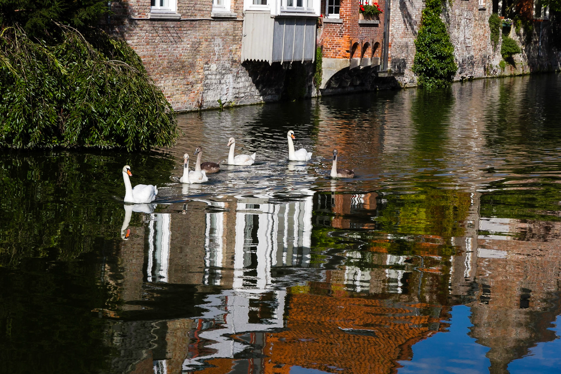 Swans in  the canal