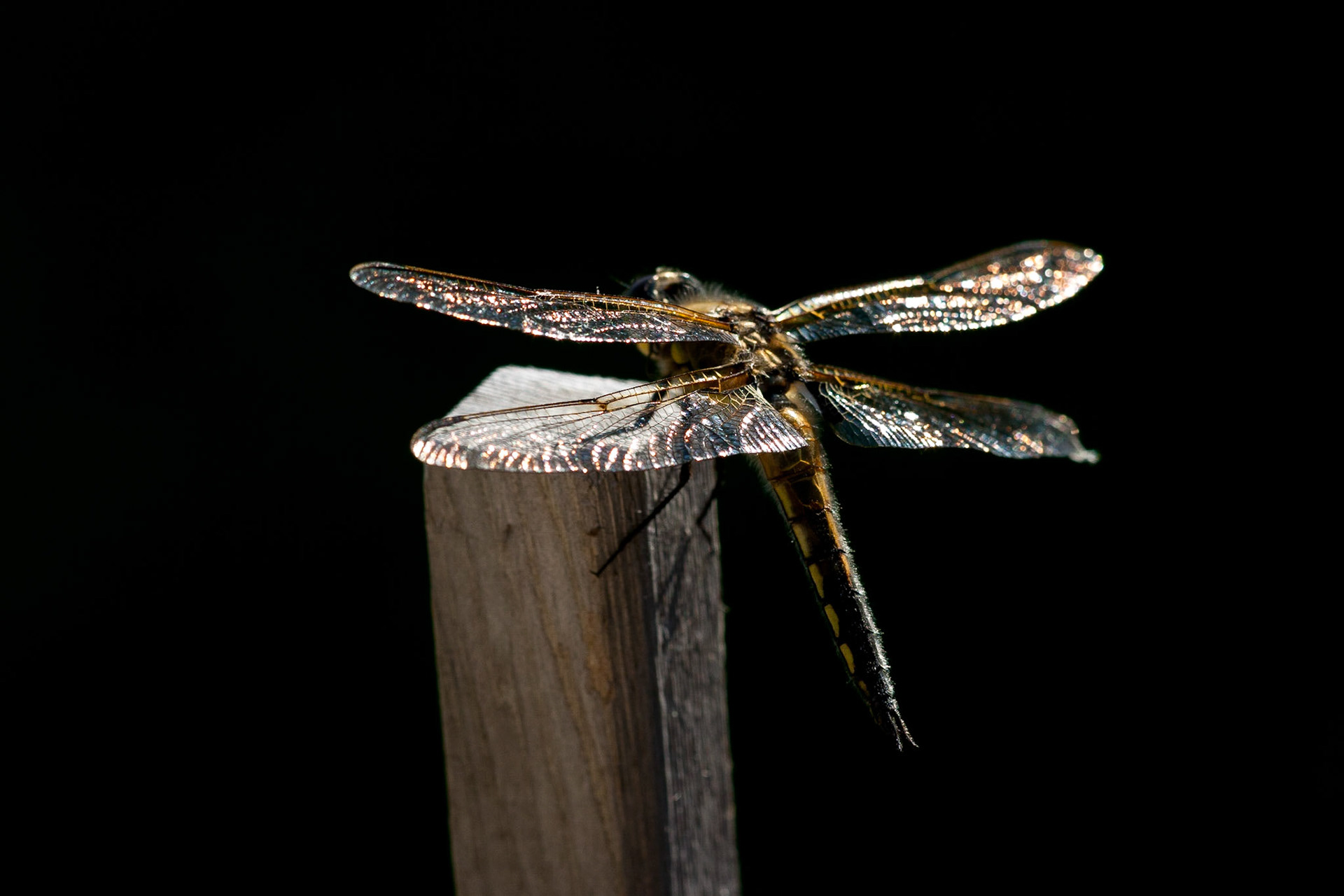Dragonfly