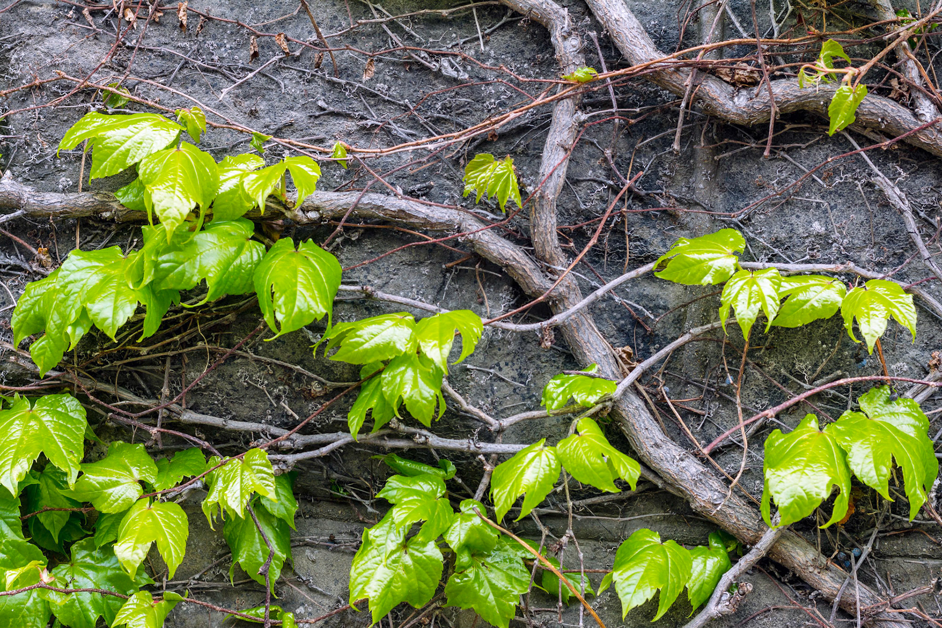 Vines