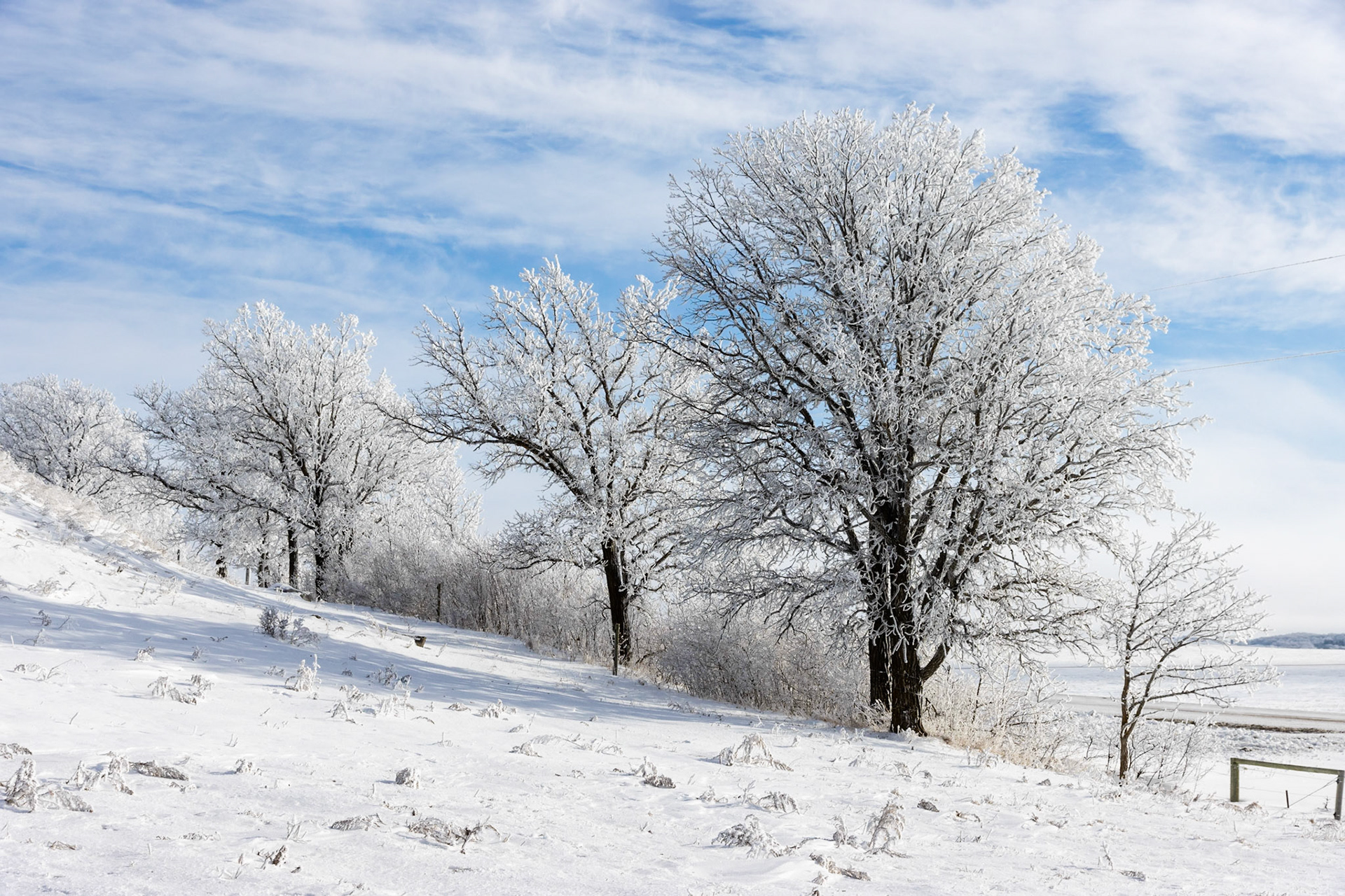 Along a road/Trees on a bank